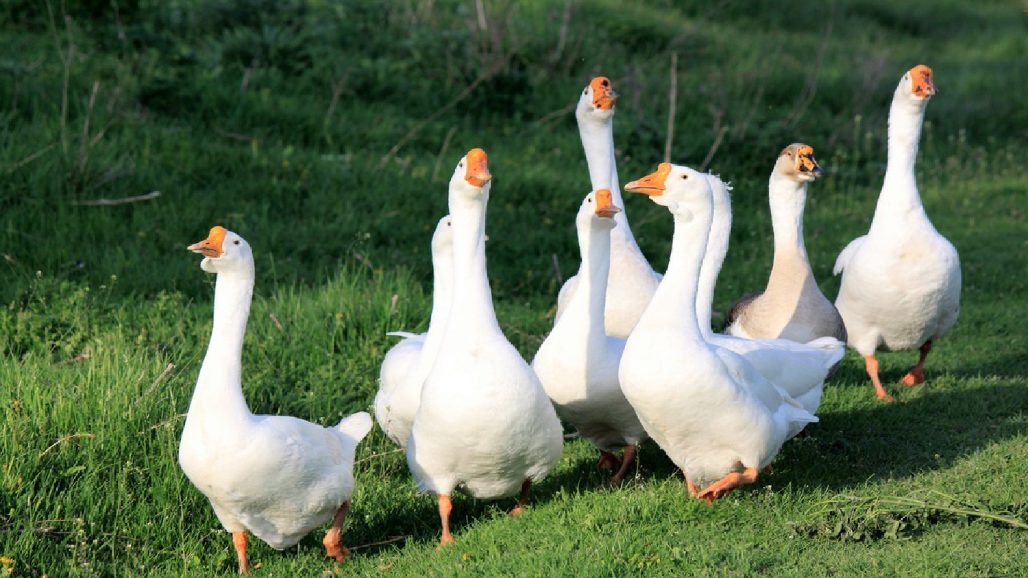 15 白鹅【优质版】.pptx 第4页