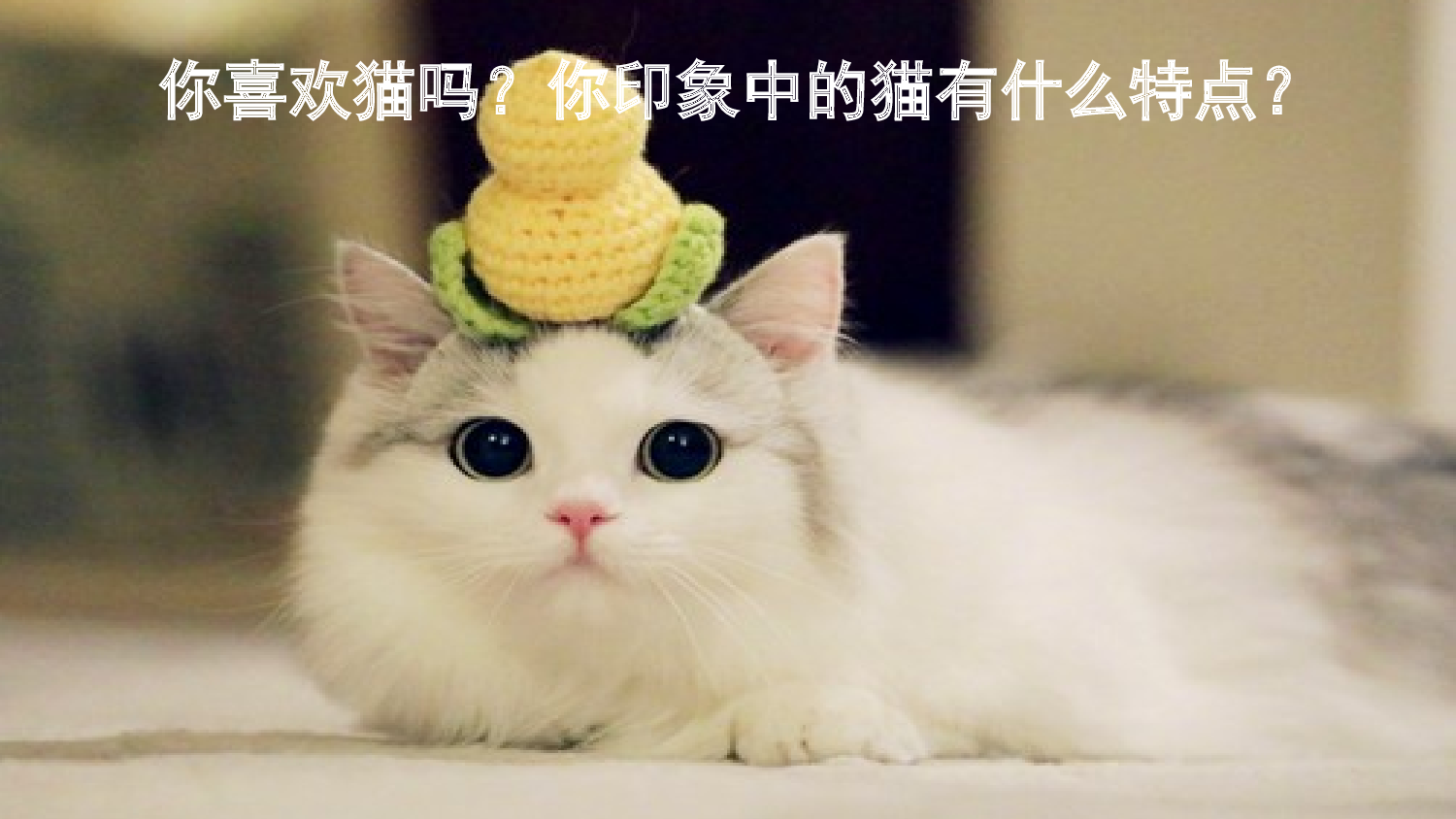 13 猫【优质版】.pptx 第3页