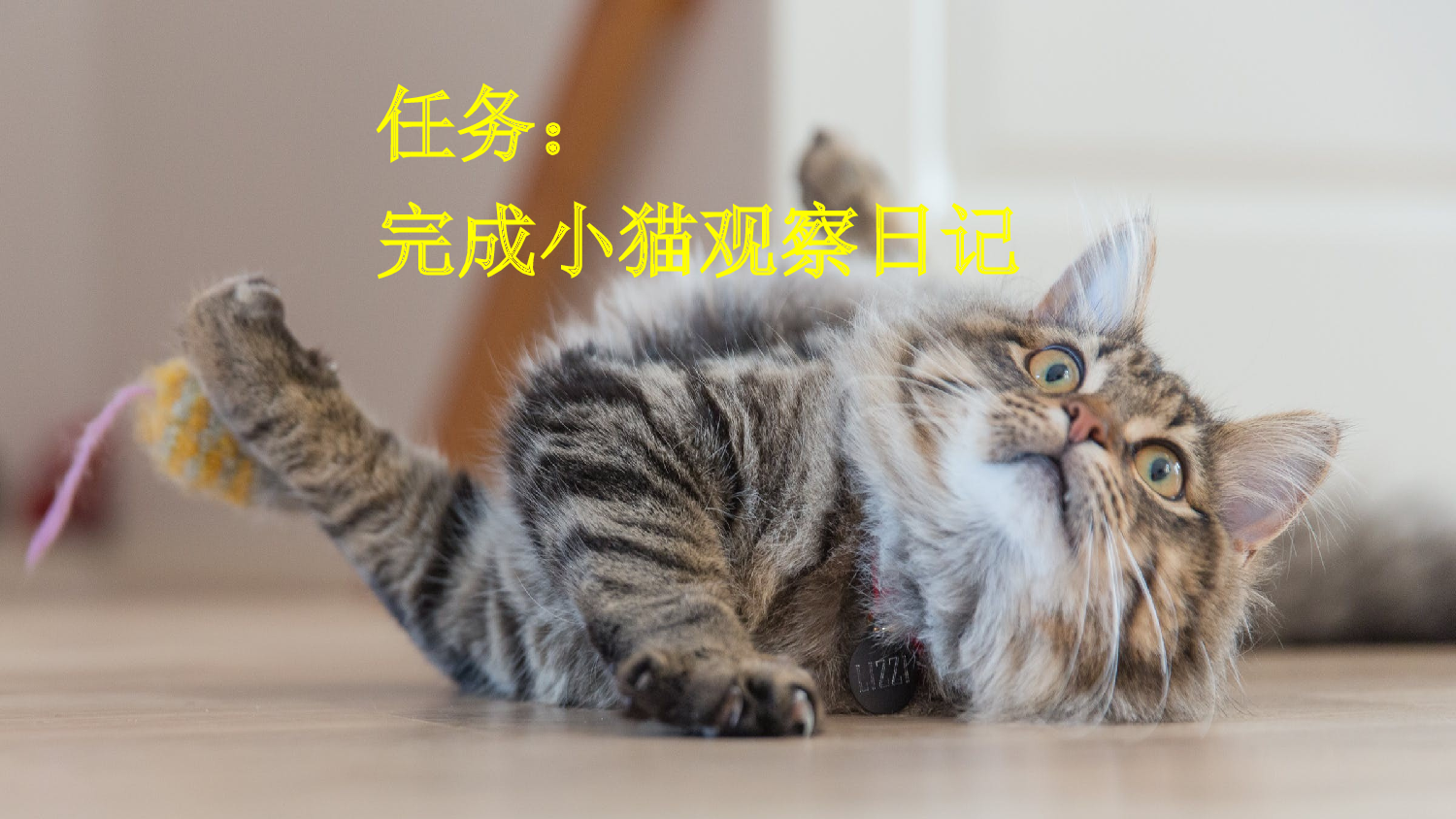 13 猫【新课标版】.pptx 第5页