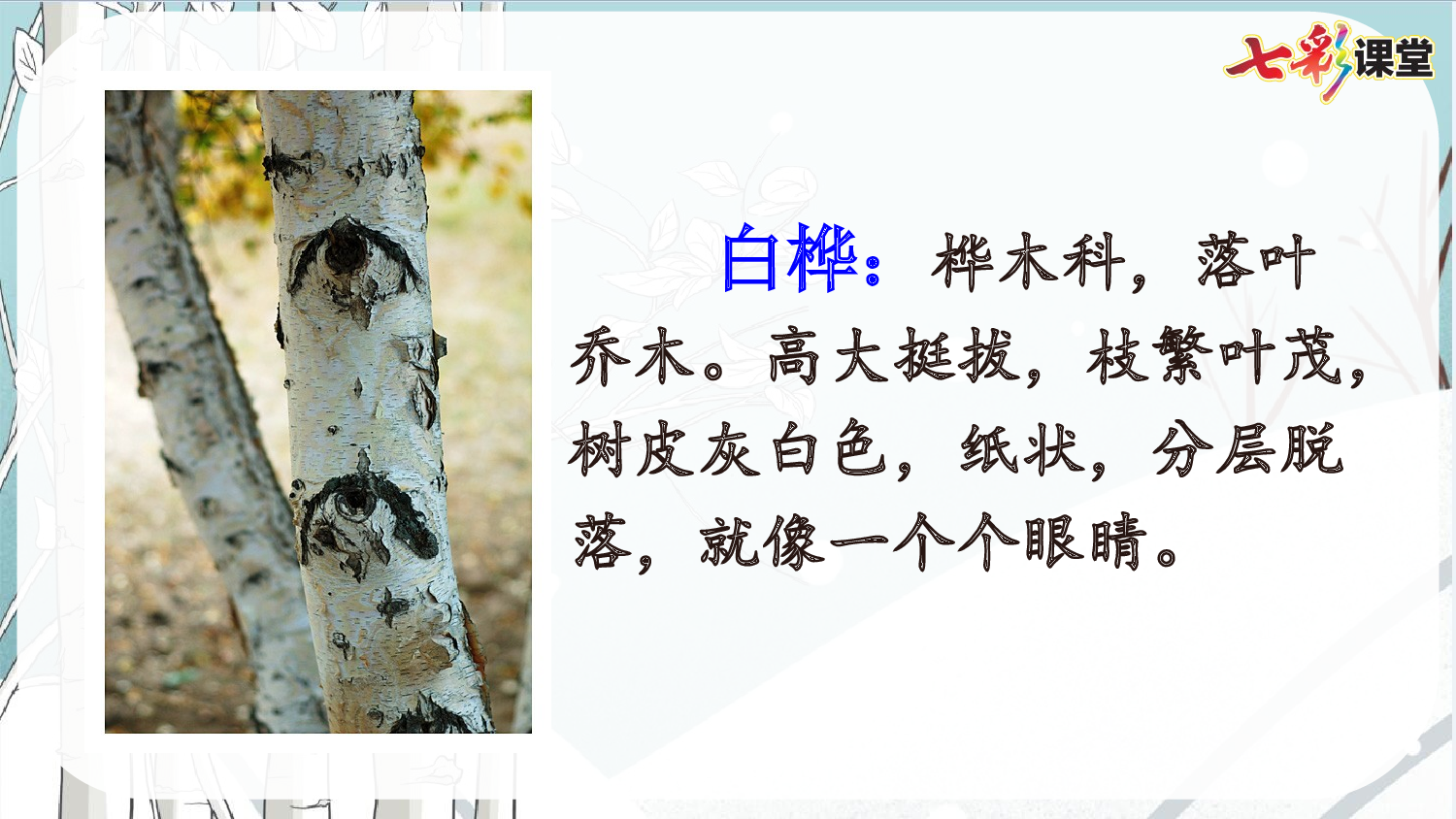 11 白桦【优质版】.pptx 第4页