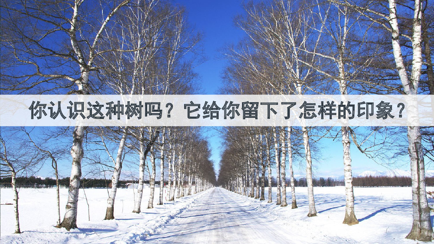 11 白桦【优质版】.pptx 第3页