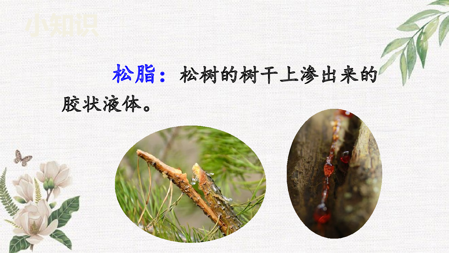 5 琥珀【精华版】.pptx 第5页