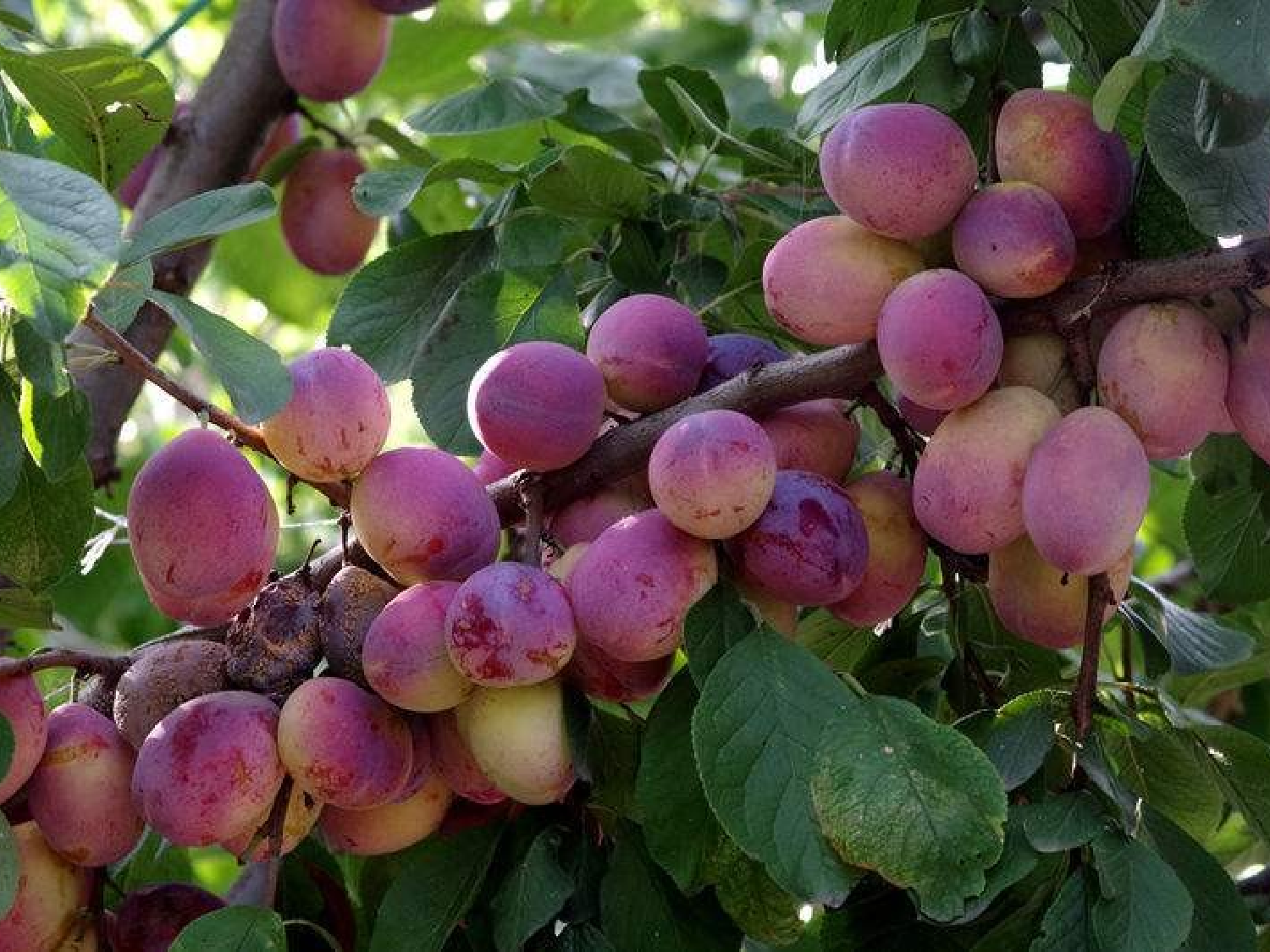 王戎不取道旁李 共一课时.pptx 第10页