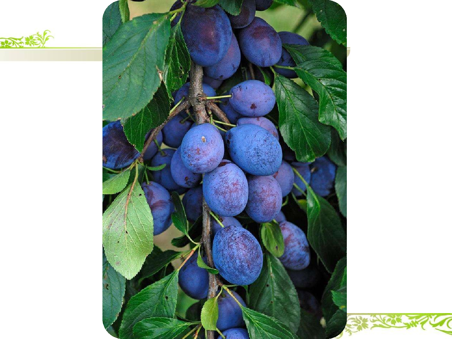 王戎不取道旁李 共一课时.pptx 第9页