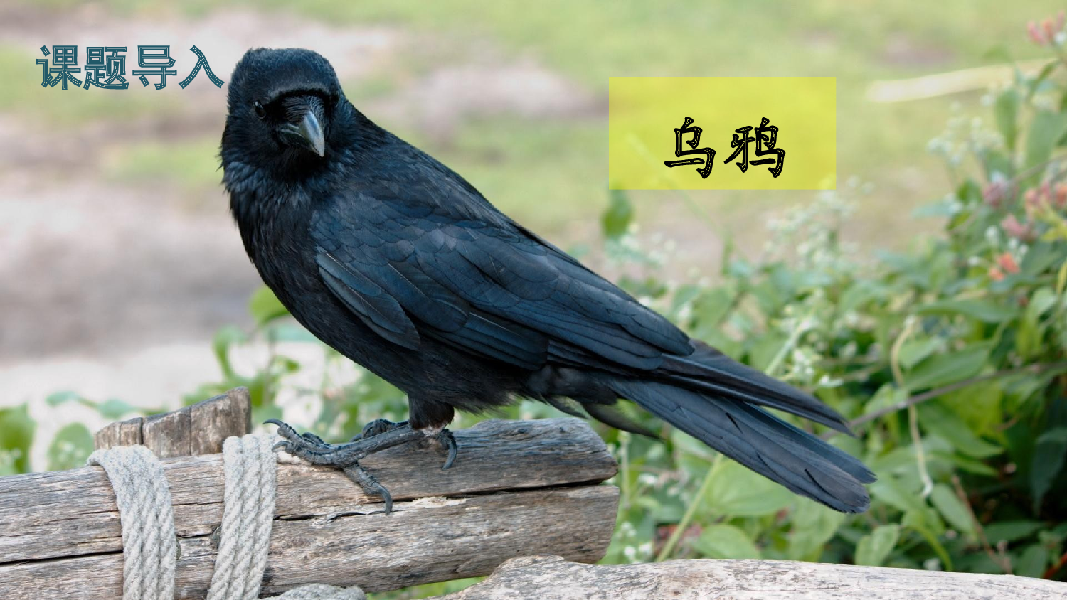 9 乌鸦喝水 第一课时【慕课堂版】.pptx 第2页