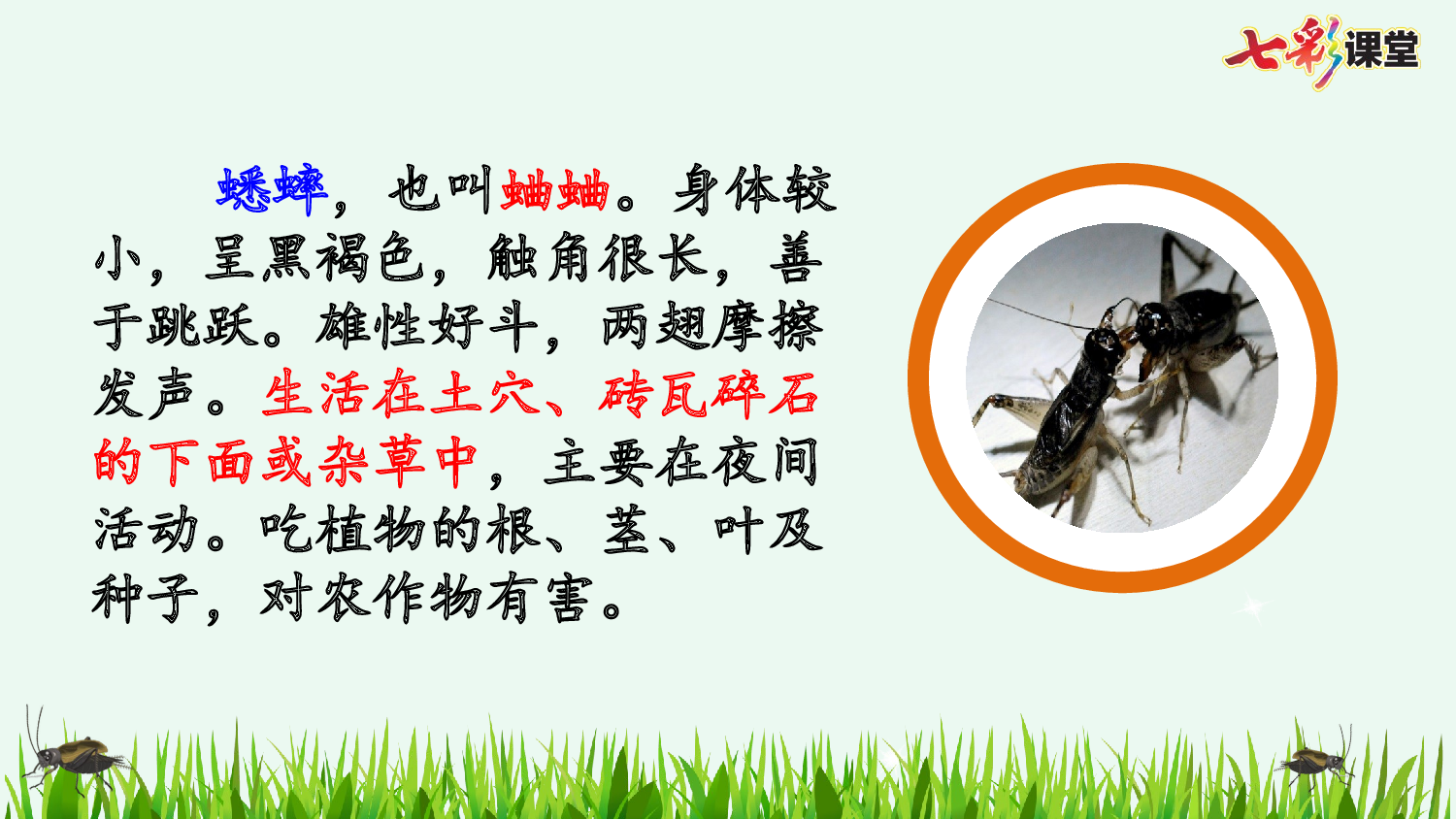 11 蟋蟀的住宅【优质版】.pptx 第4页