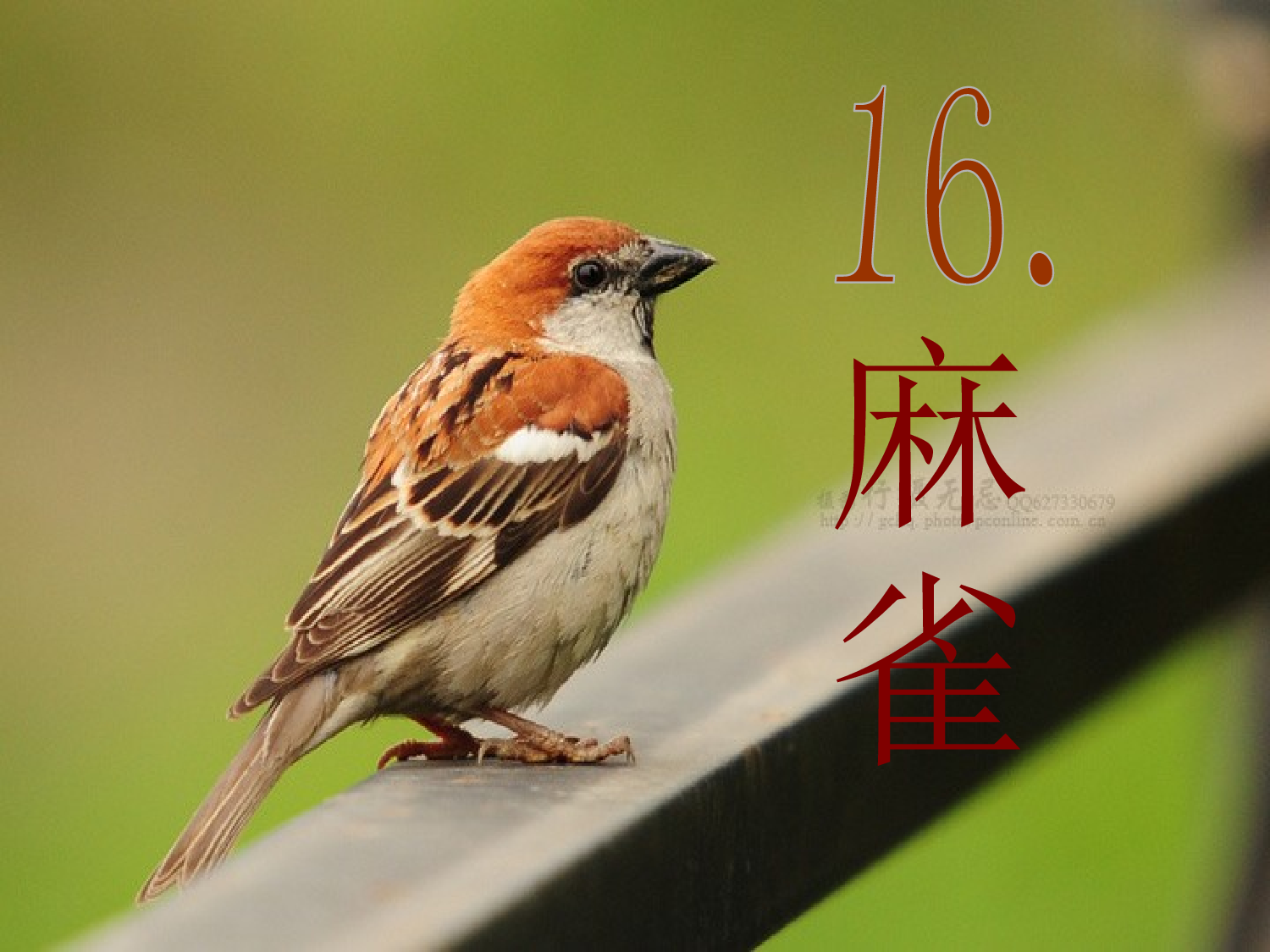 麻雀 第二课时.pptx 第2页