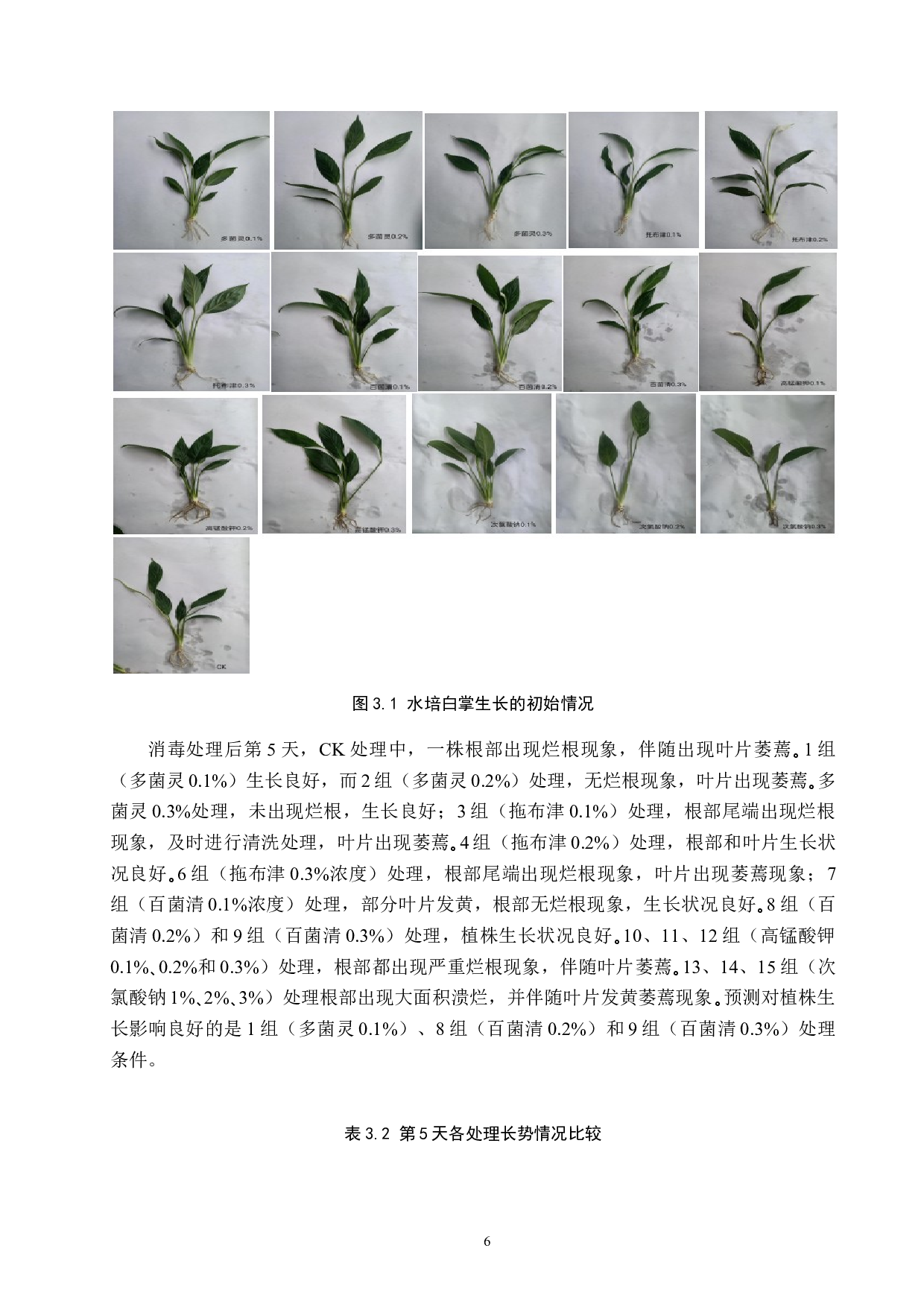 消毒剂处理对水培白掌生长的影响-9213字.docx 第9页