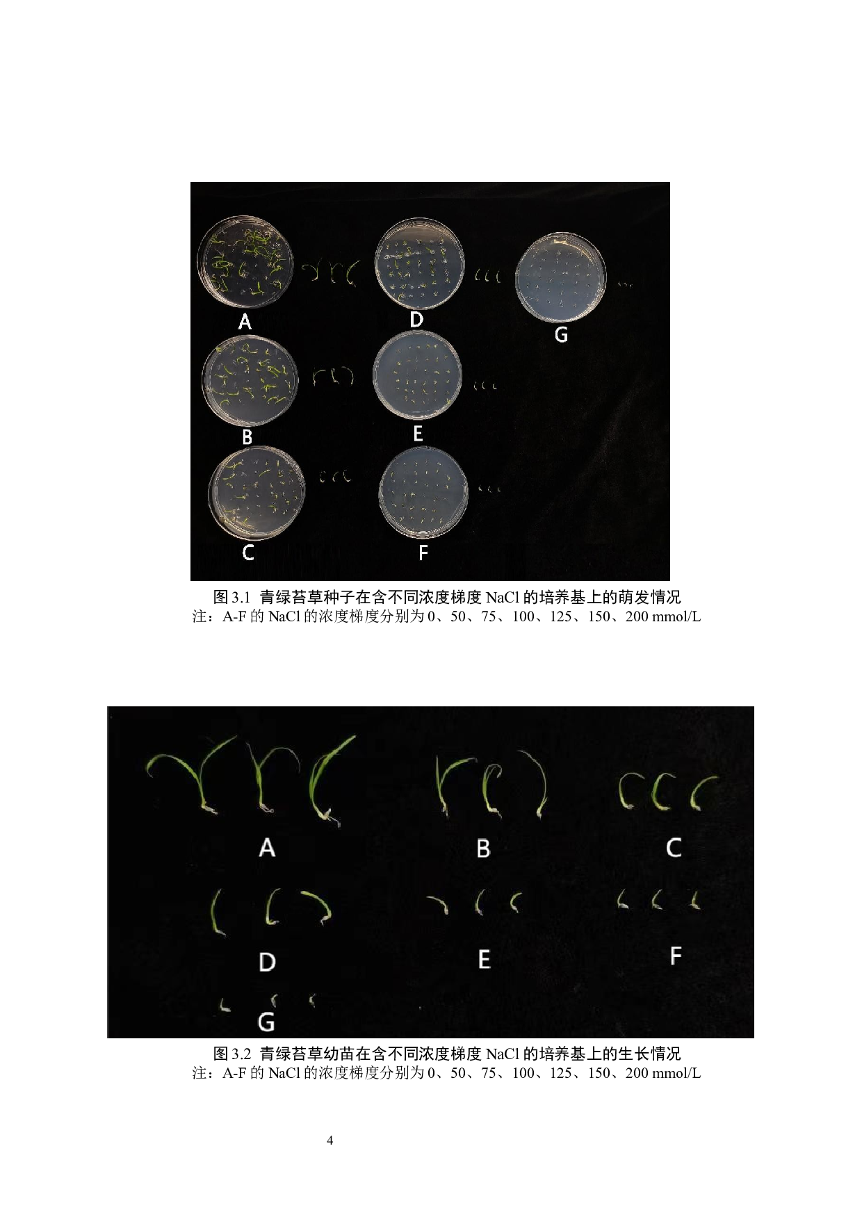 盐和干旱胁迫对青绿苔草种子萌发及幼苗生长的影响-9086字.docx 第7页