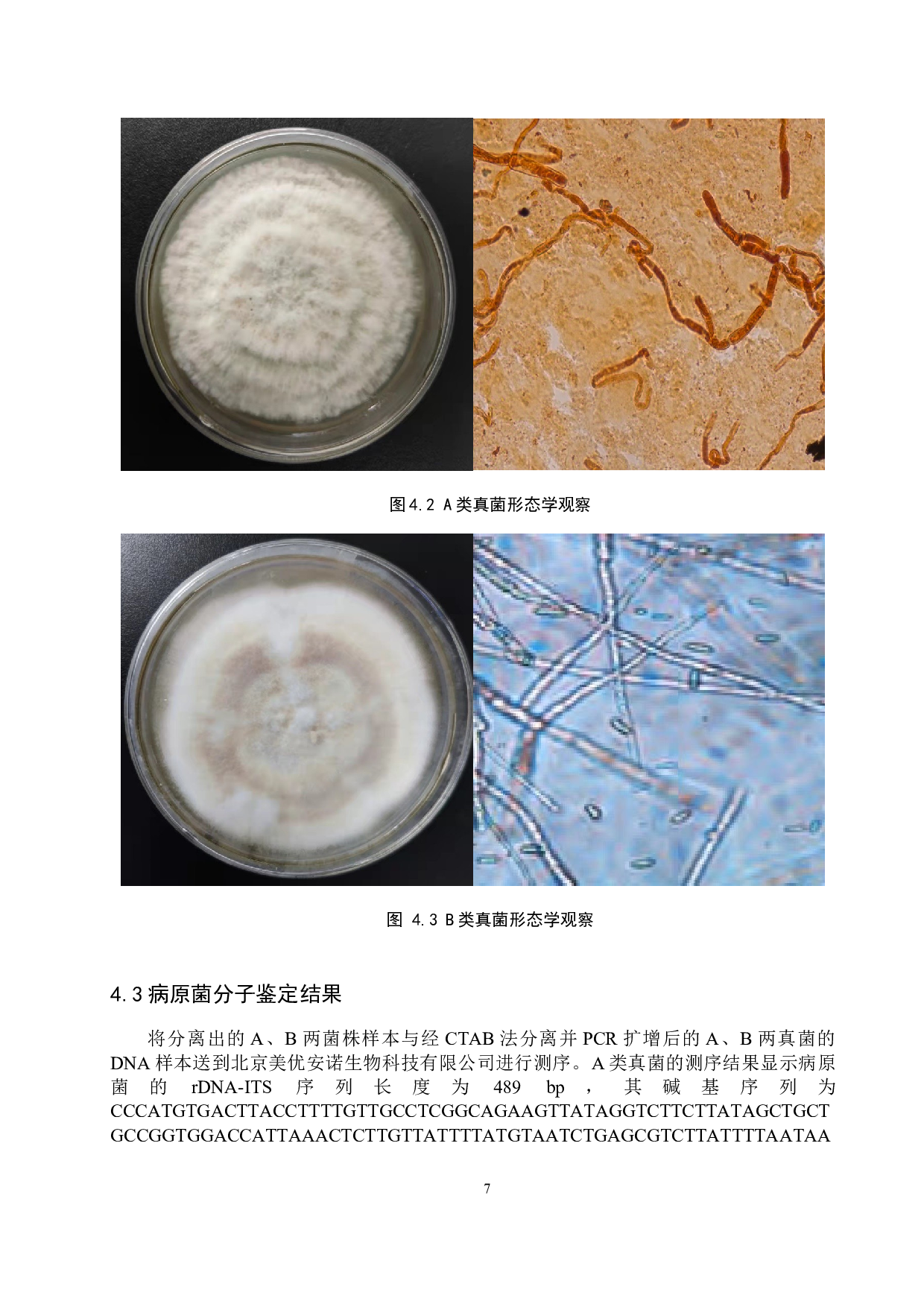 甜查理草莓红叶病病原菌初步鉴定-9431字.docx 第10页