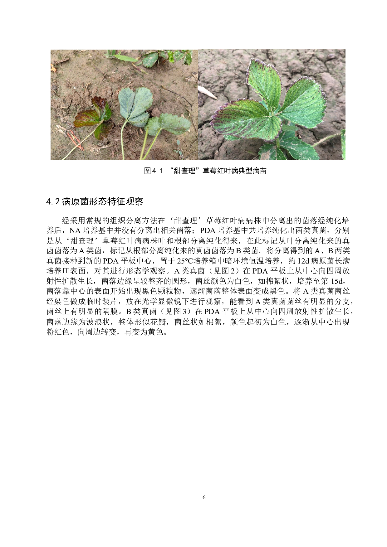 甜查理草莓红叶病病原菌初步鉴定-9431字.docx 第9页