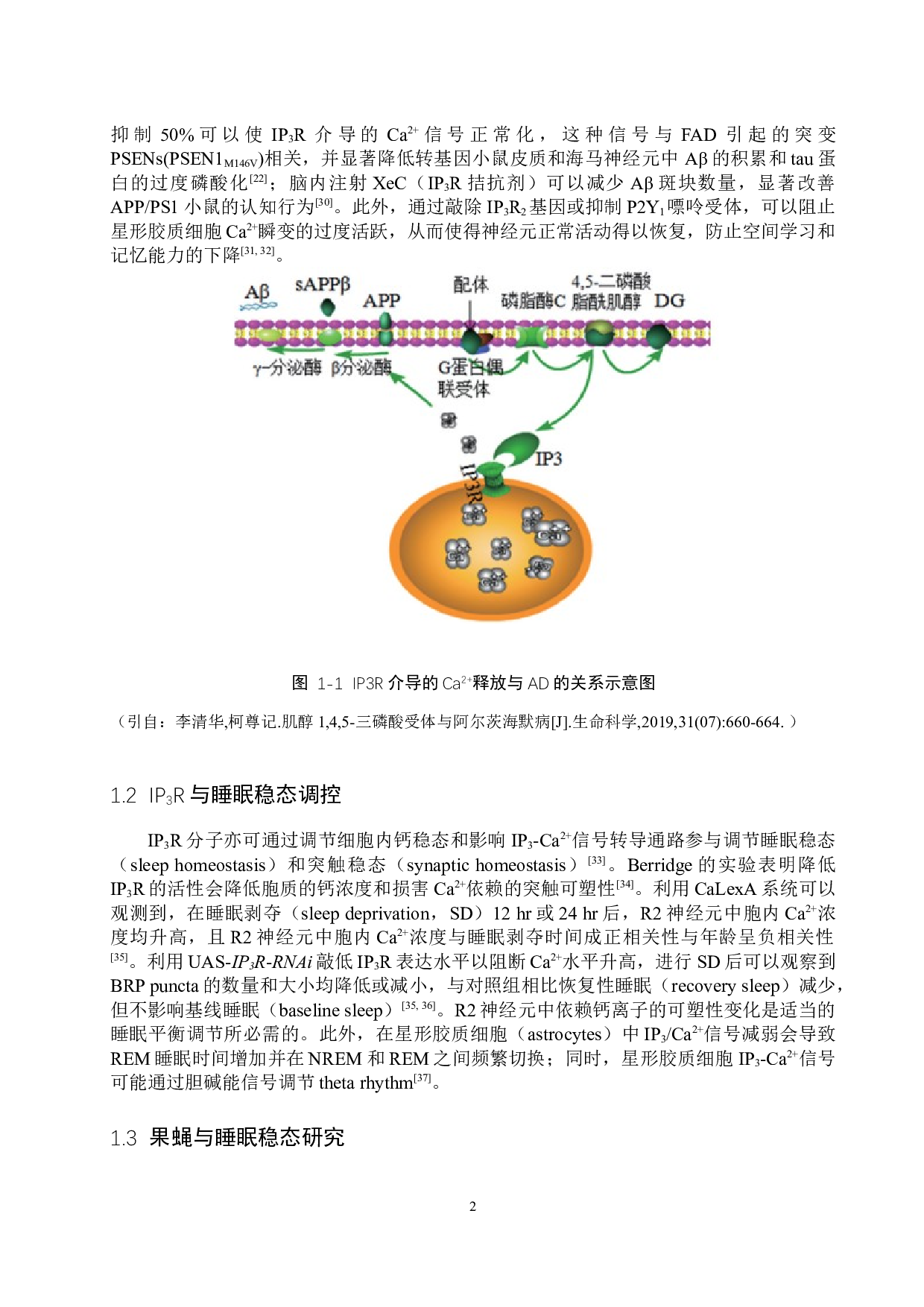 AD模型中IP3R参与睡眠稳态异常调控的分子机制-20026字.docx 第7页