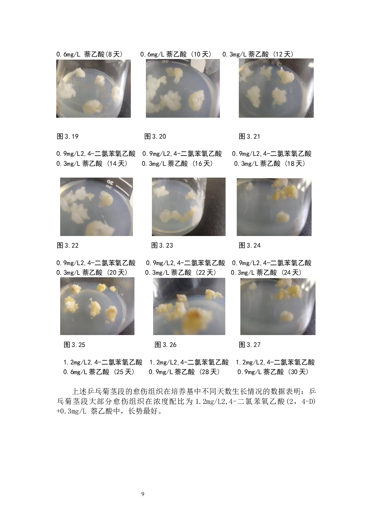 不同激素浓度对乒乓菊愈伤组织形成的影响研究-6481字.docx 第8页