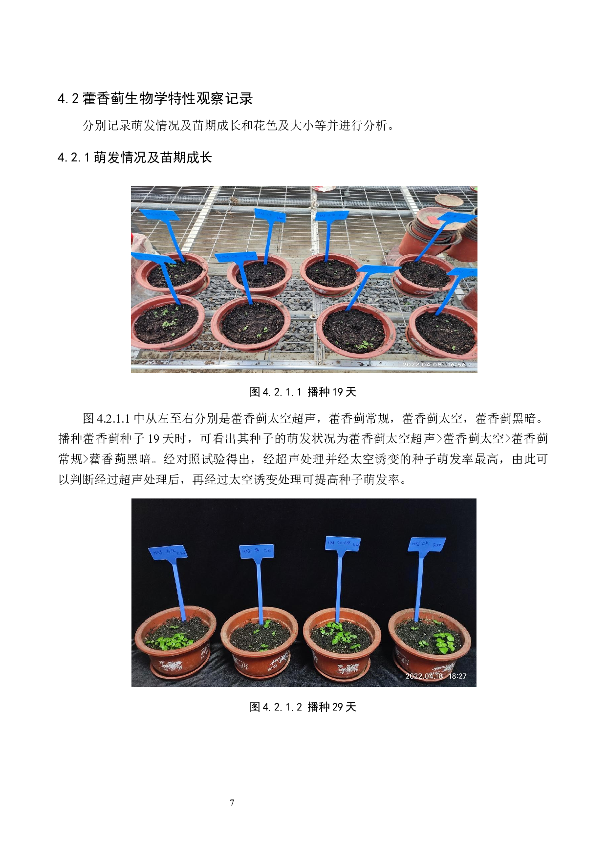 太空诱变藿香蓟物候期及生物学特性的观察-8244字.docx 第10页