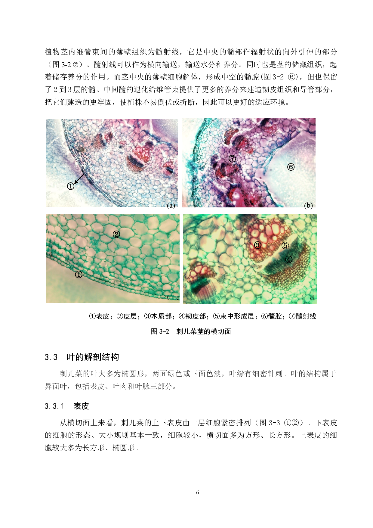 刺儿菜营养器官解剖及其生态适应-8293字.docx 第10页