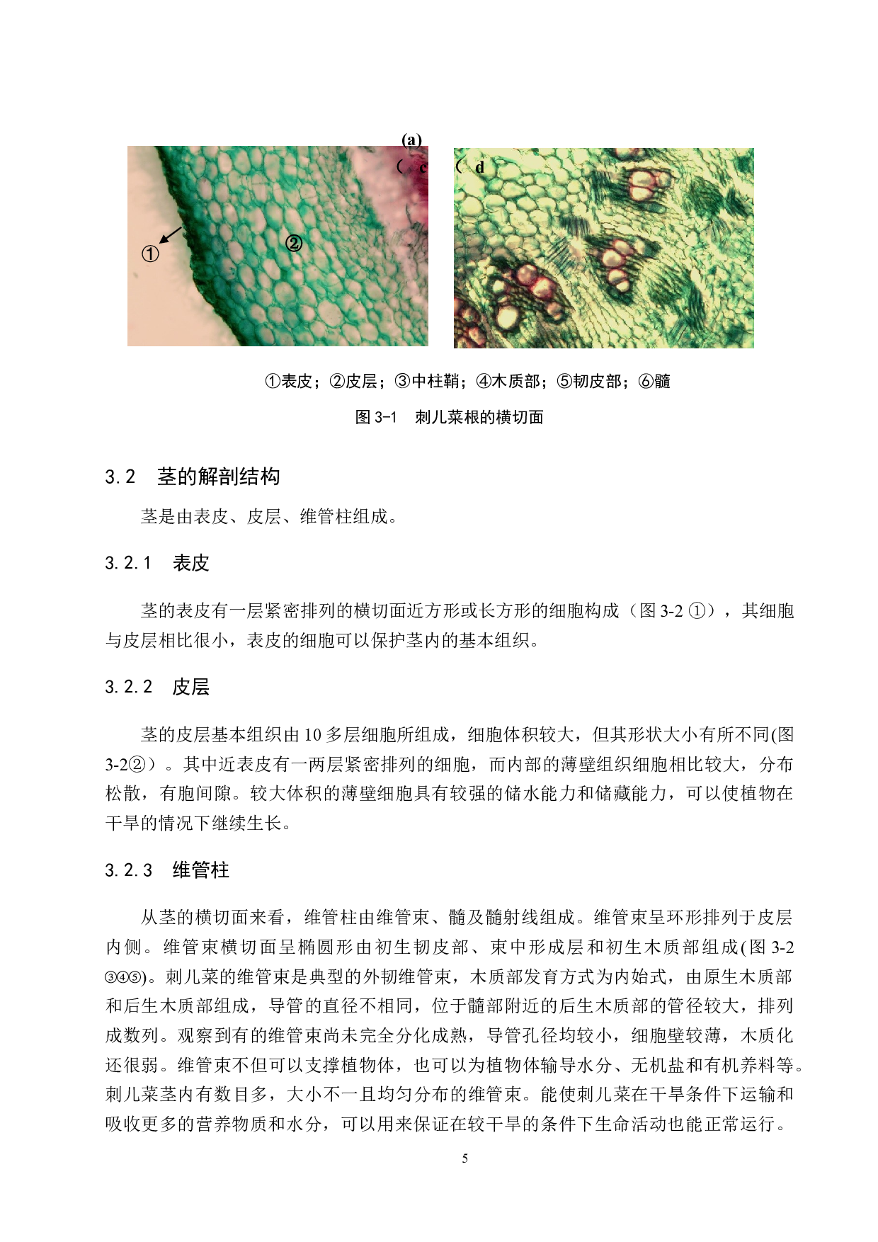 刺儿菜营养器官解剖及其生态适应-8293字.docx 第9页