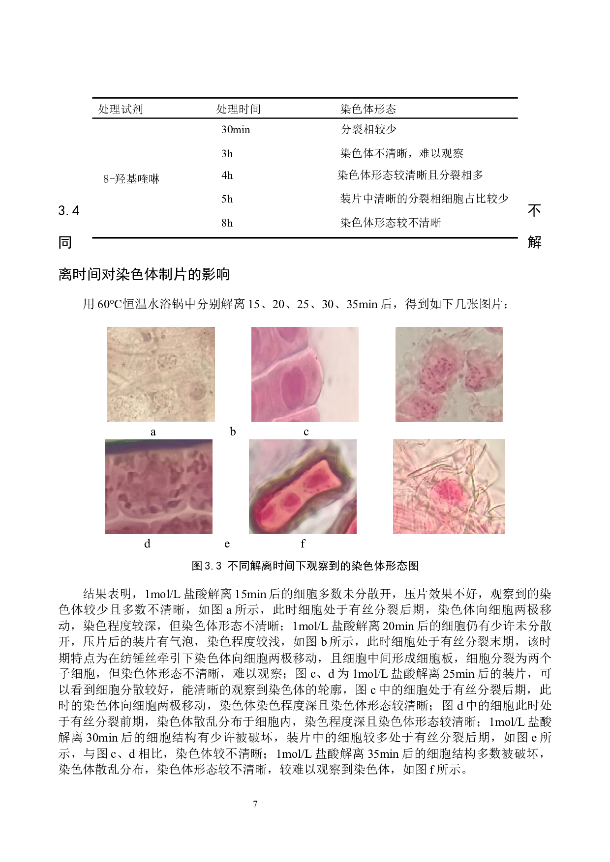 柳叶马鞭草染色体观察方法探究-8497字.docx 第10页