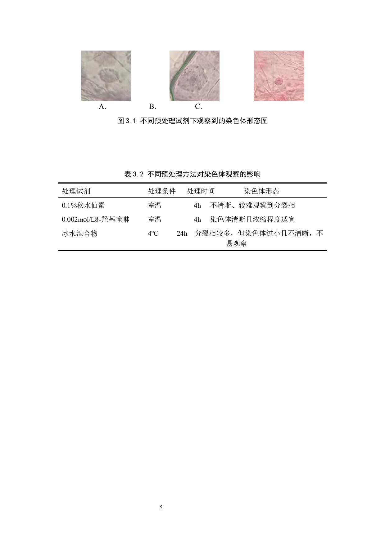 柳叶马鞭草染色体观察方法探究-8497字.docx 第8页