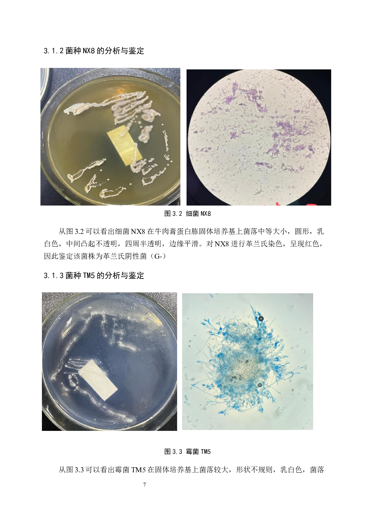 柳树落叶分解菌种初步鉴定及菌剂研制-7761字.docx 第10页