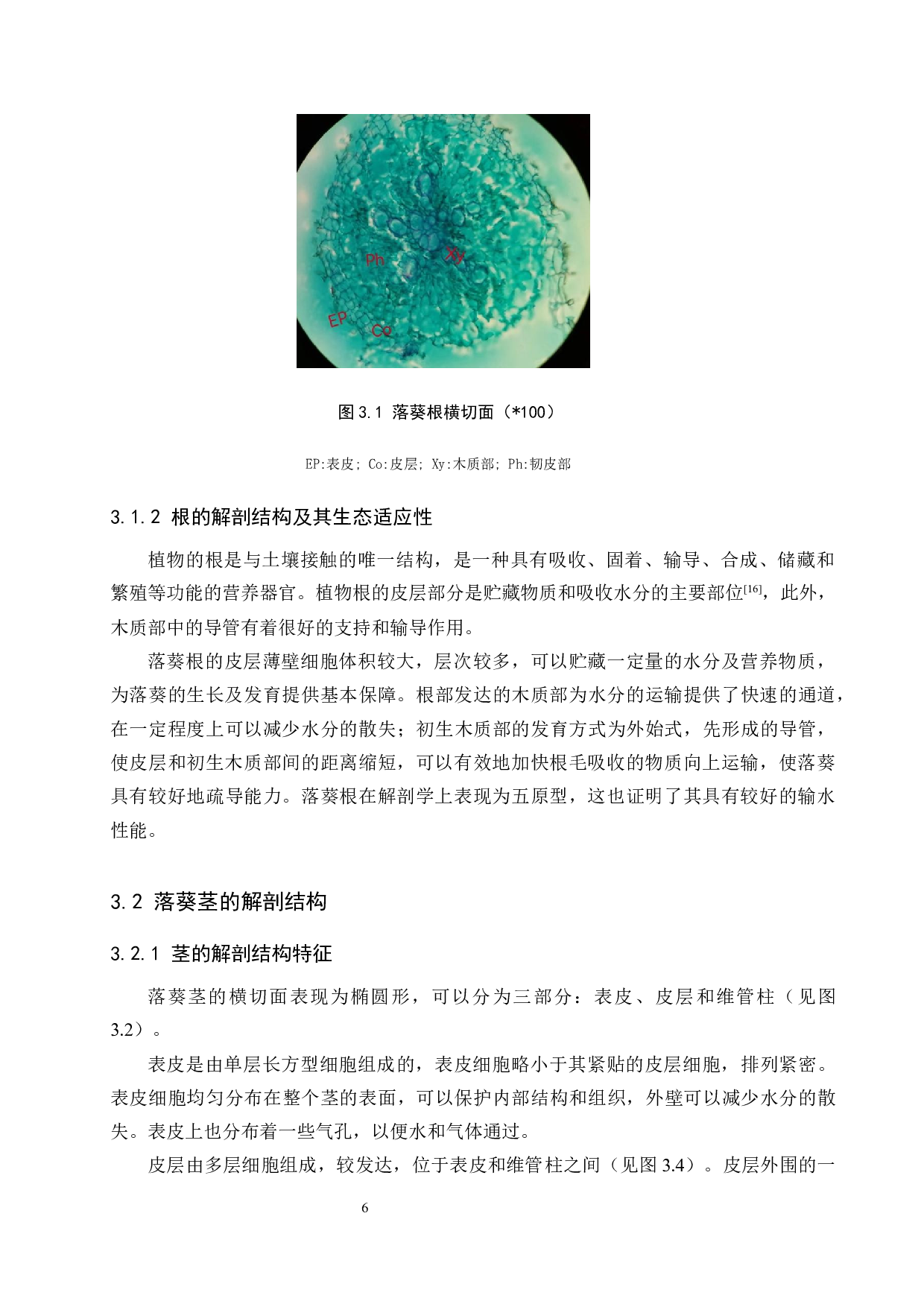 药用植物落葵营养器官解剖结构观察-8480字.docx 第10页