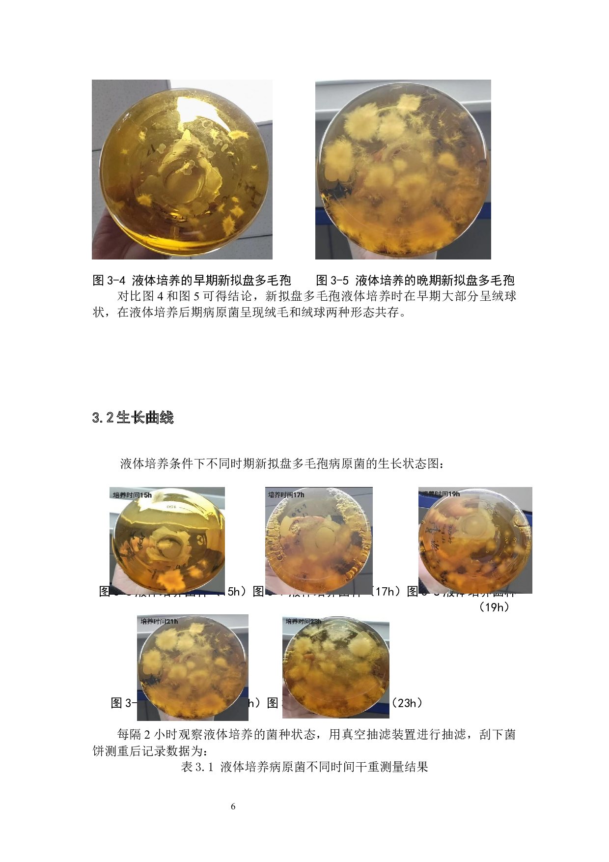 草莓新拟盘多毛孢的分离鉴定及快速诊断技术的初步研究-8543字.docx 第9页