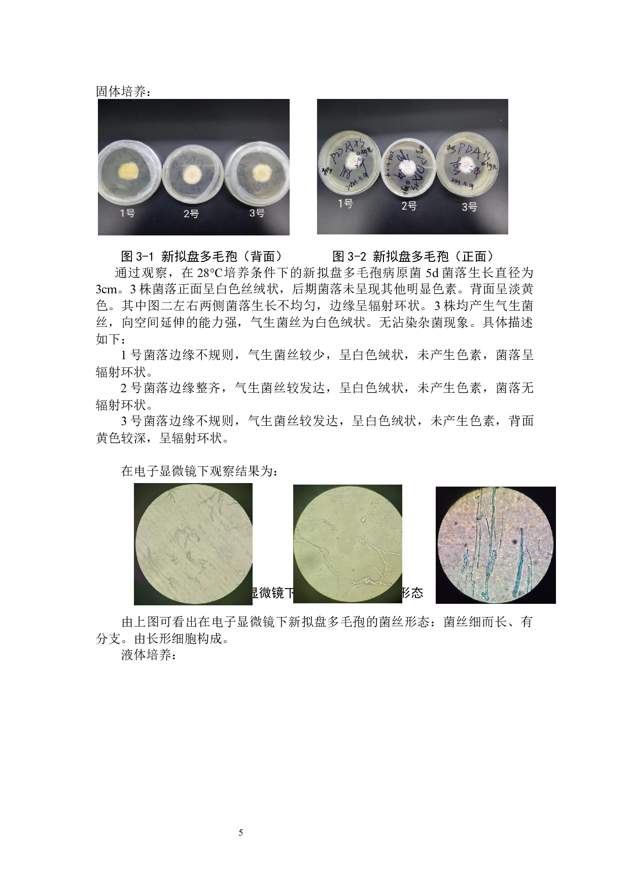 草莓新拟盘多毛孢的分离鉴定及快速诊断技术的初步研究-8543字.docx 第8页