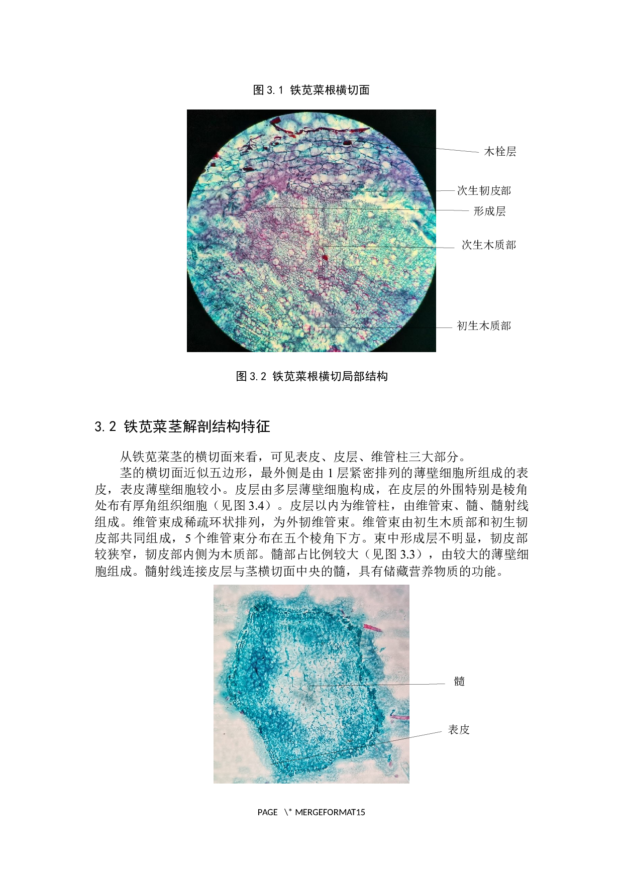 铁苋菜营养器官解剖结构的观察-7546字.docx 第9页