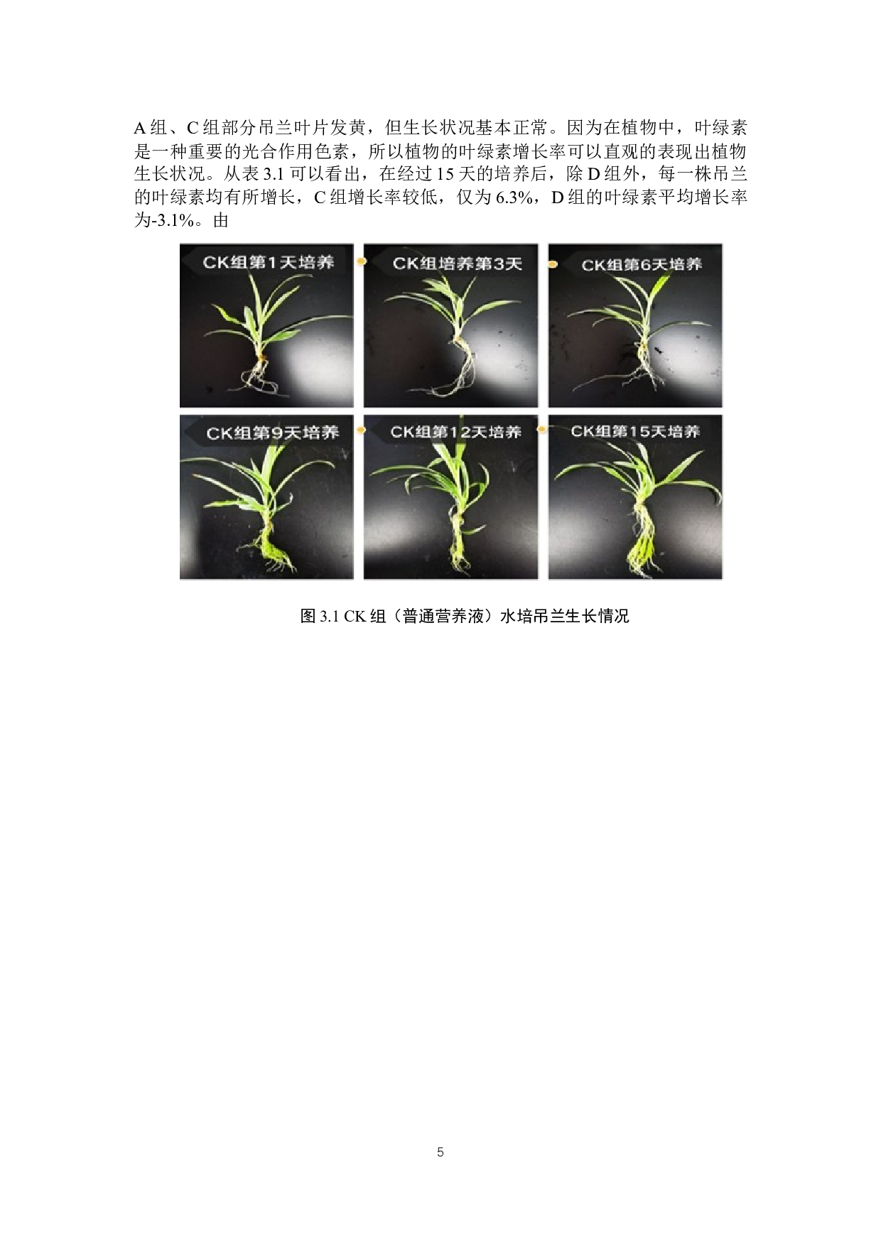 水培吊兰对富磷水体的净化效果-8450字.docx 第8页