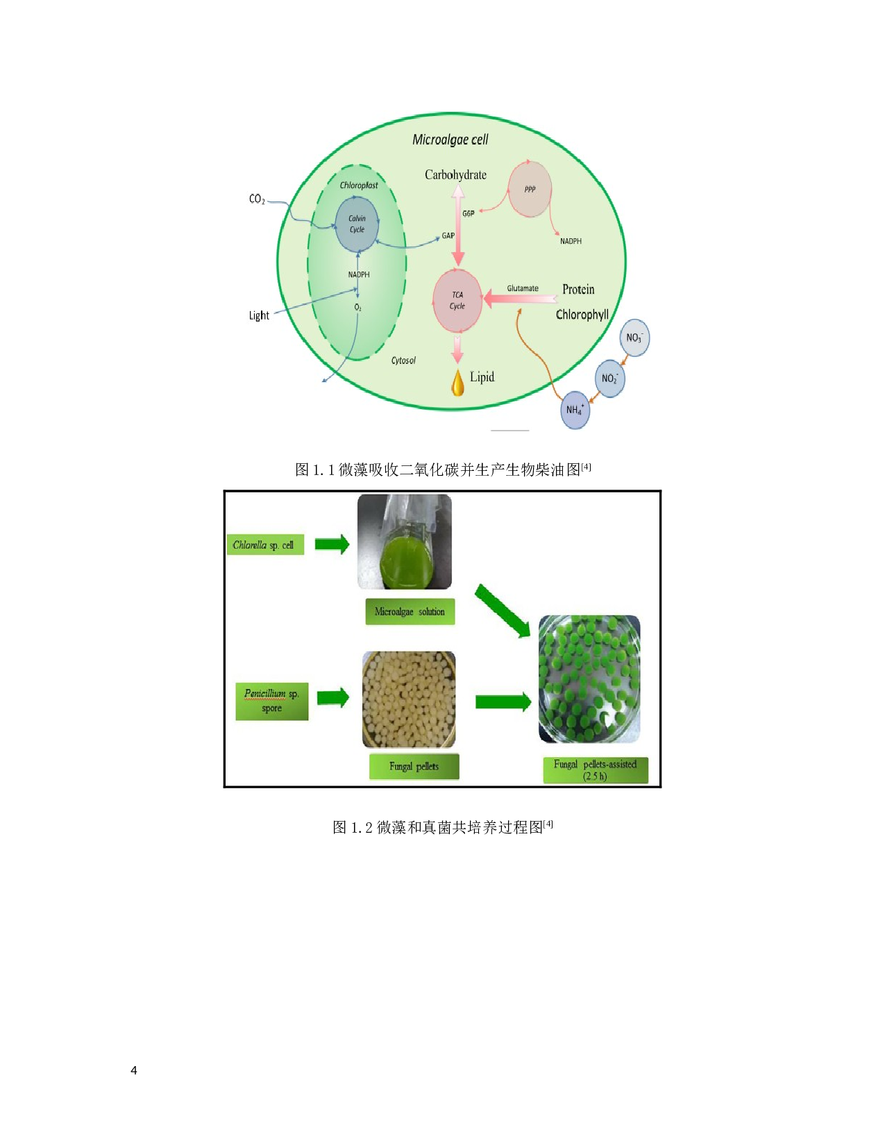 海水小球藻-黑曲霉菌菌丝球联合体的絮凝机制及其去除高盐废水碳氮磷的效应研究-16139字.docx 第10页