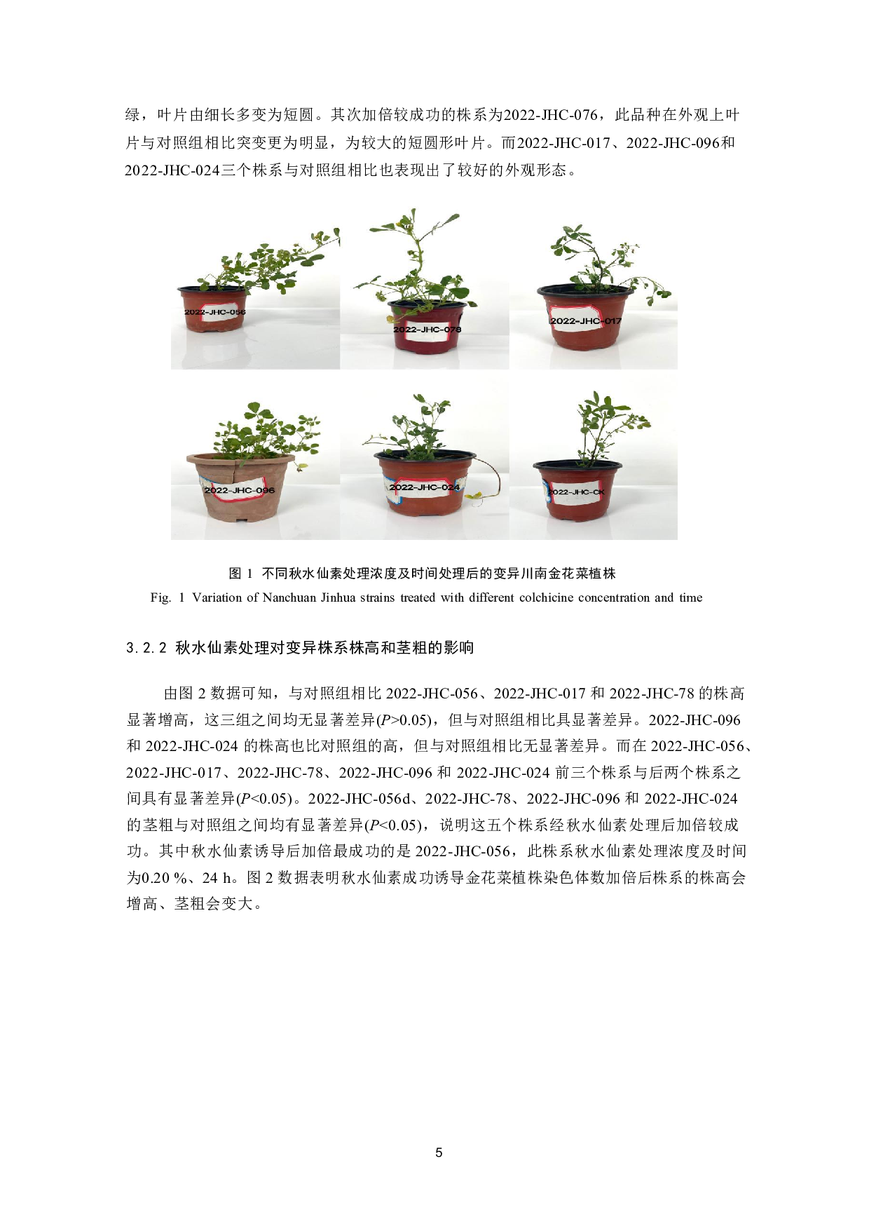 秋水仙素处理下金花菜形态学和细胞学研究-10077字.pdf 第7页