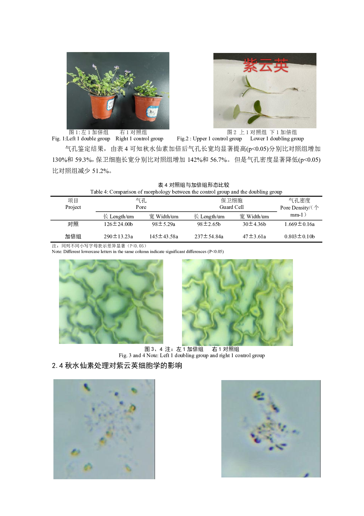 秋水仙素处理下紫云英的形态学和细胞学研究-8381字.pdf 第6页