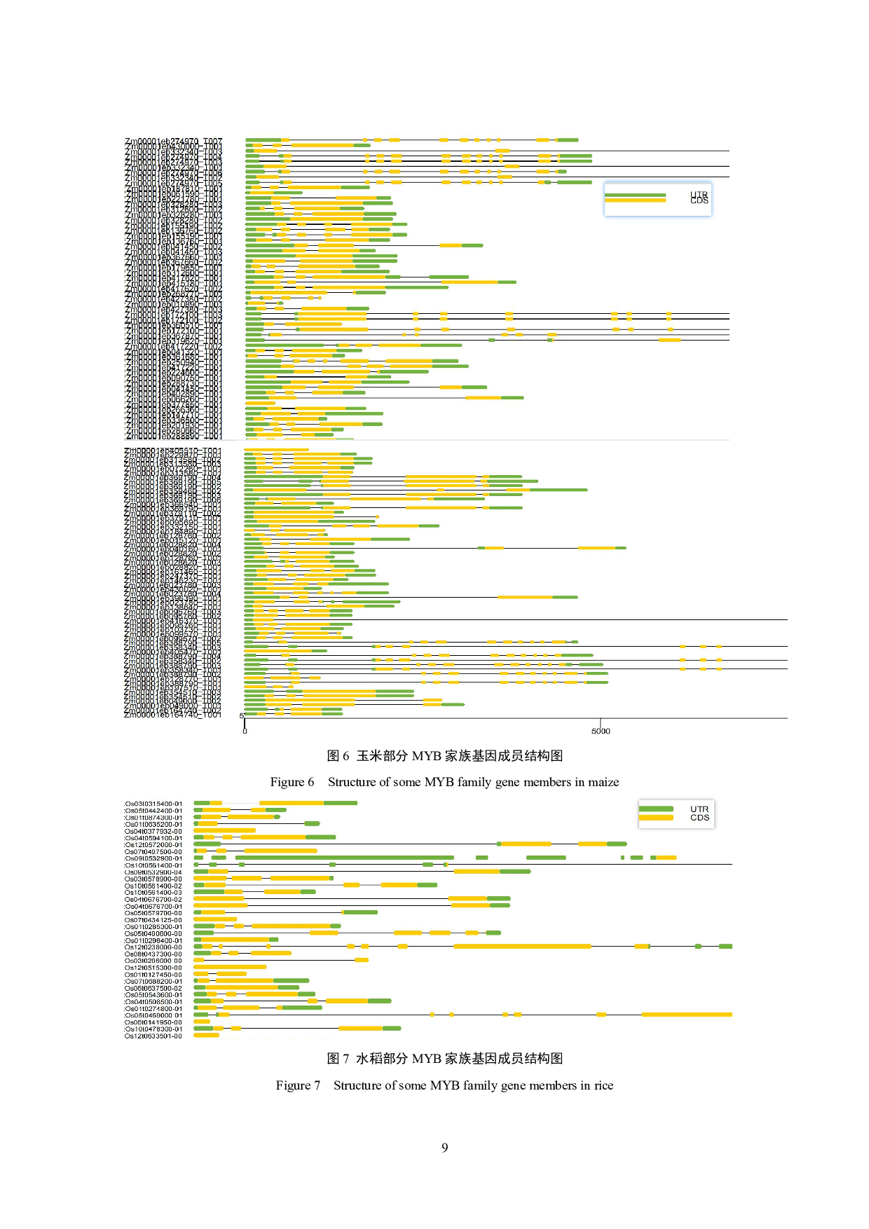 玉米MYB家族的比较基因组分析及多样性研究-8388字.pdf 第10页