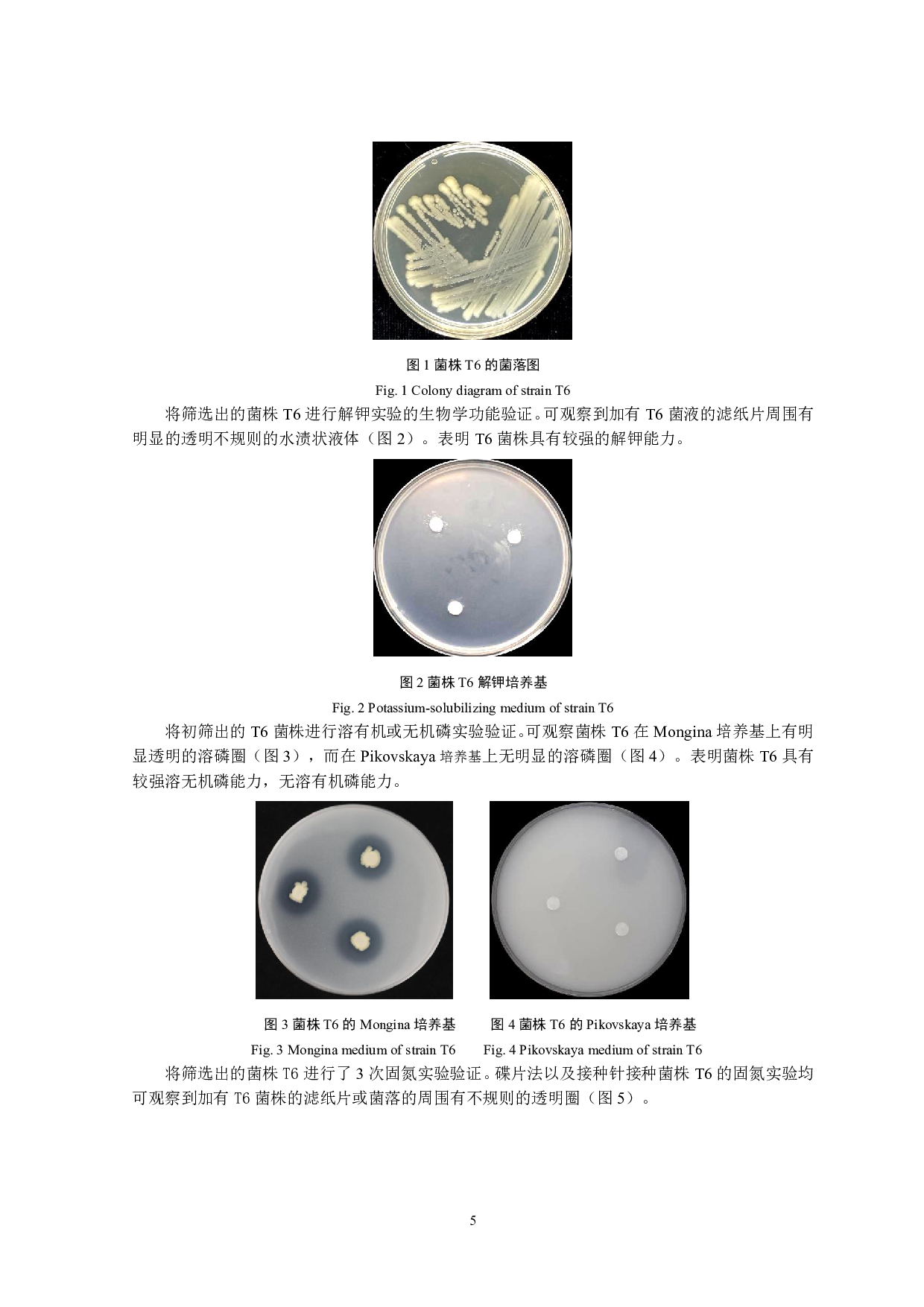 烟草促生细菌的筛选与鉴定-9355字.pdf 第6页