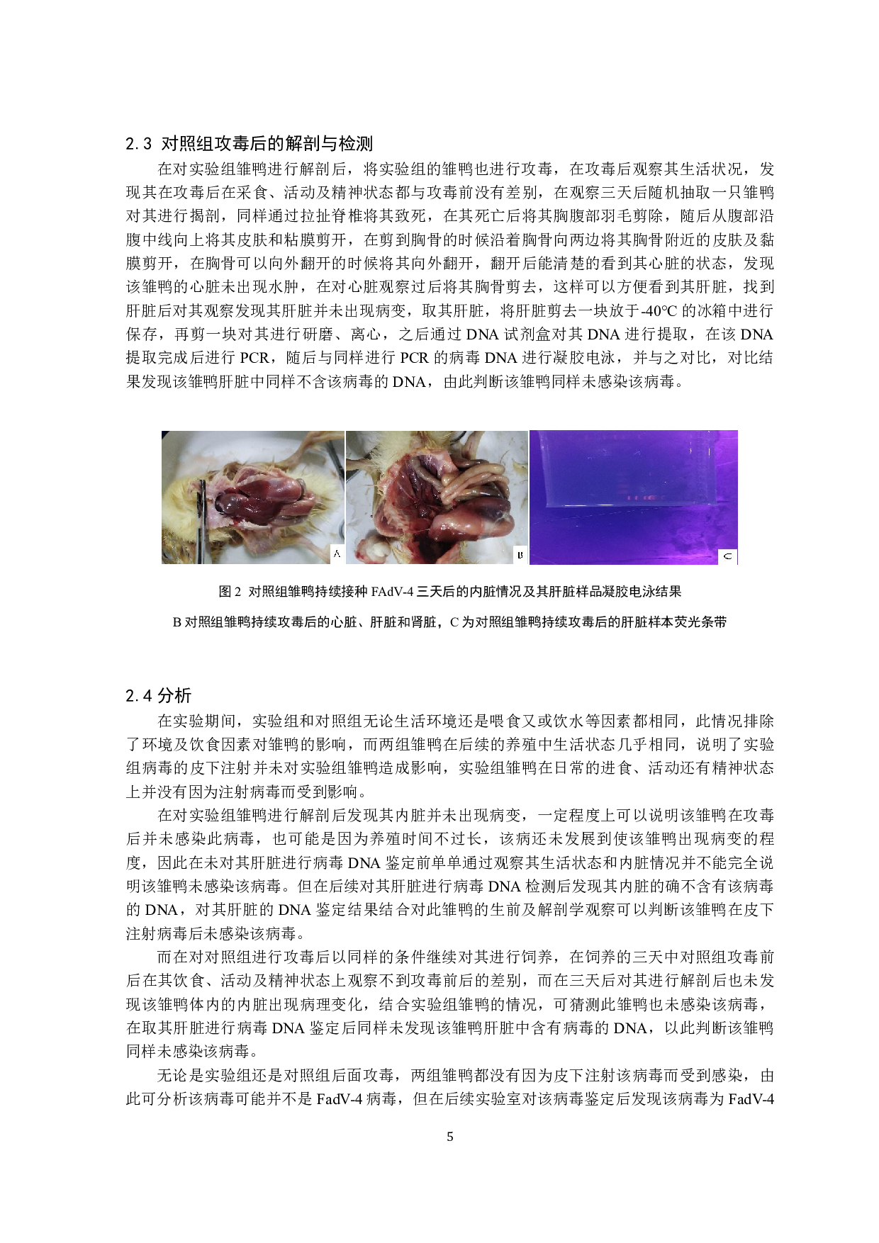一株鸭FadV-4病毒致病性鉴定-8078字.pdf 第6页