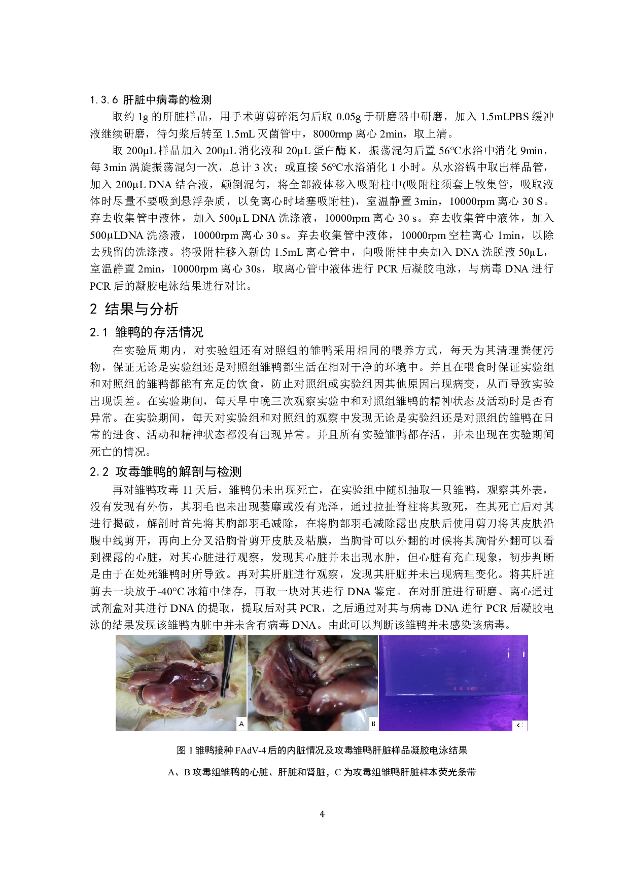 一株鸭FadV-4病毒致病性鉴定-8078字.pdf 第5页