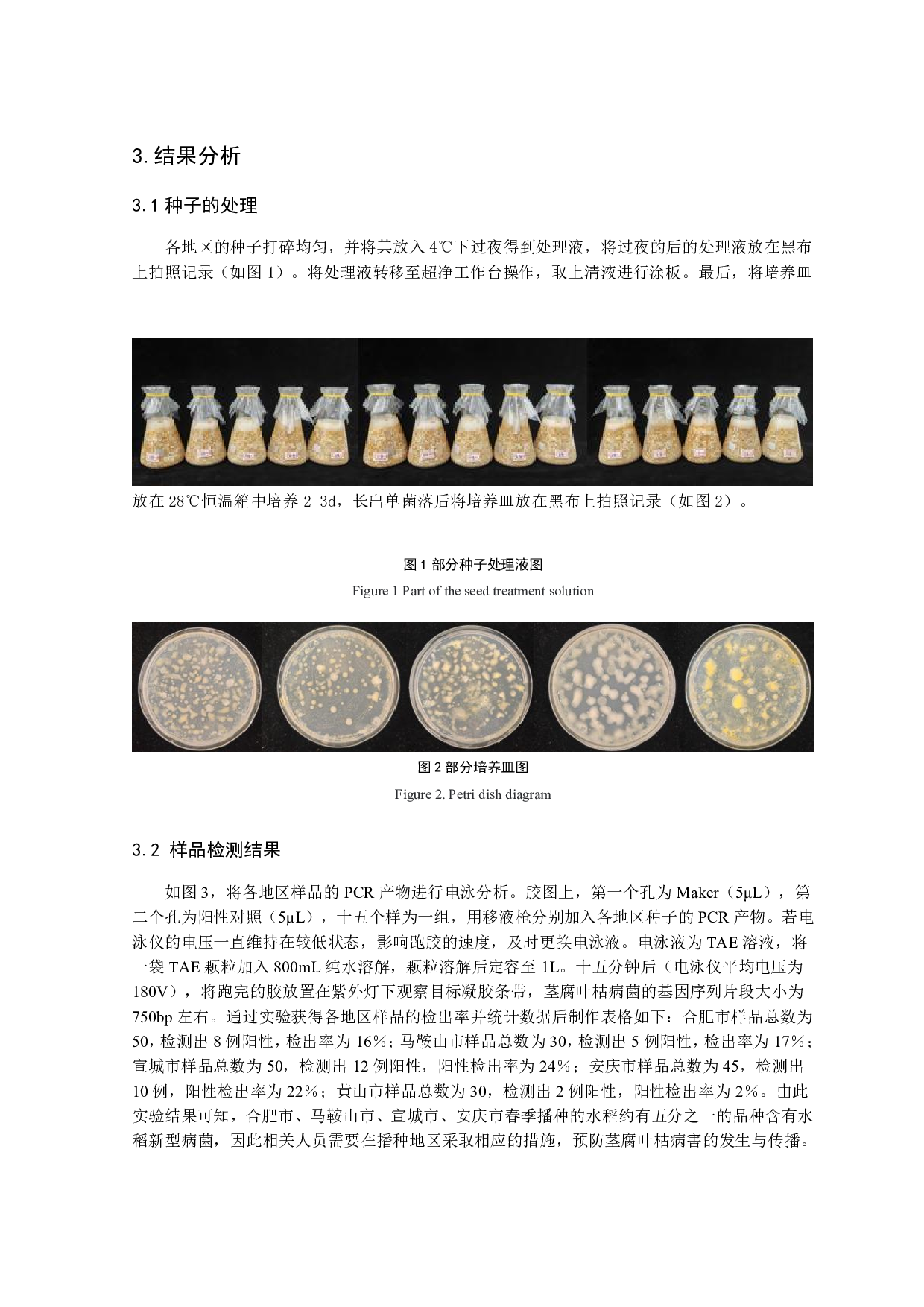 水稻种子中新型水稻细菌性病害病菌检测-8089字.pdf 第9页