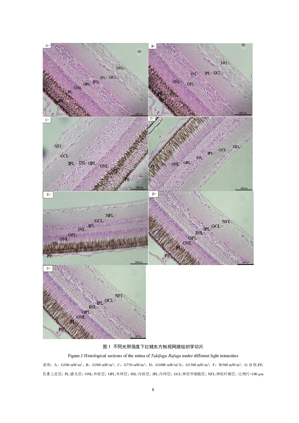 LED绿光强度对红鳍东方鲀视网膜层数及厚度的影响-12150字.pdf 第9页