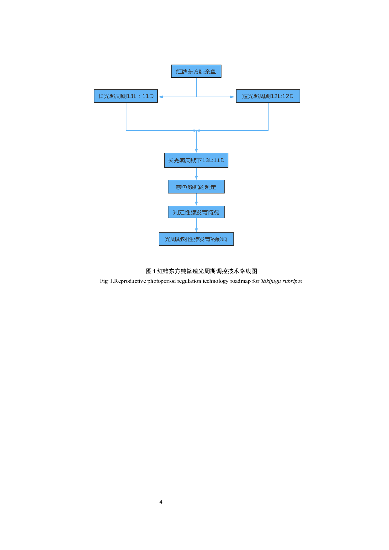 光周期对红鳍东方鲀性成熟的影响-9246字.docx 第7页