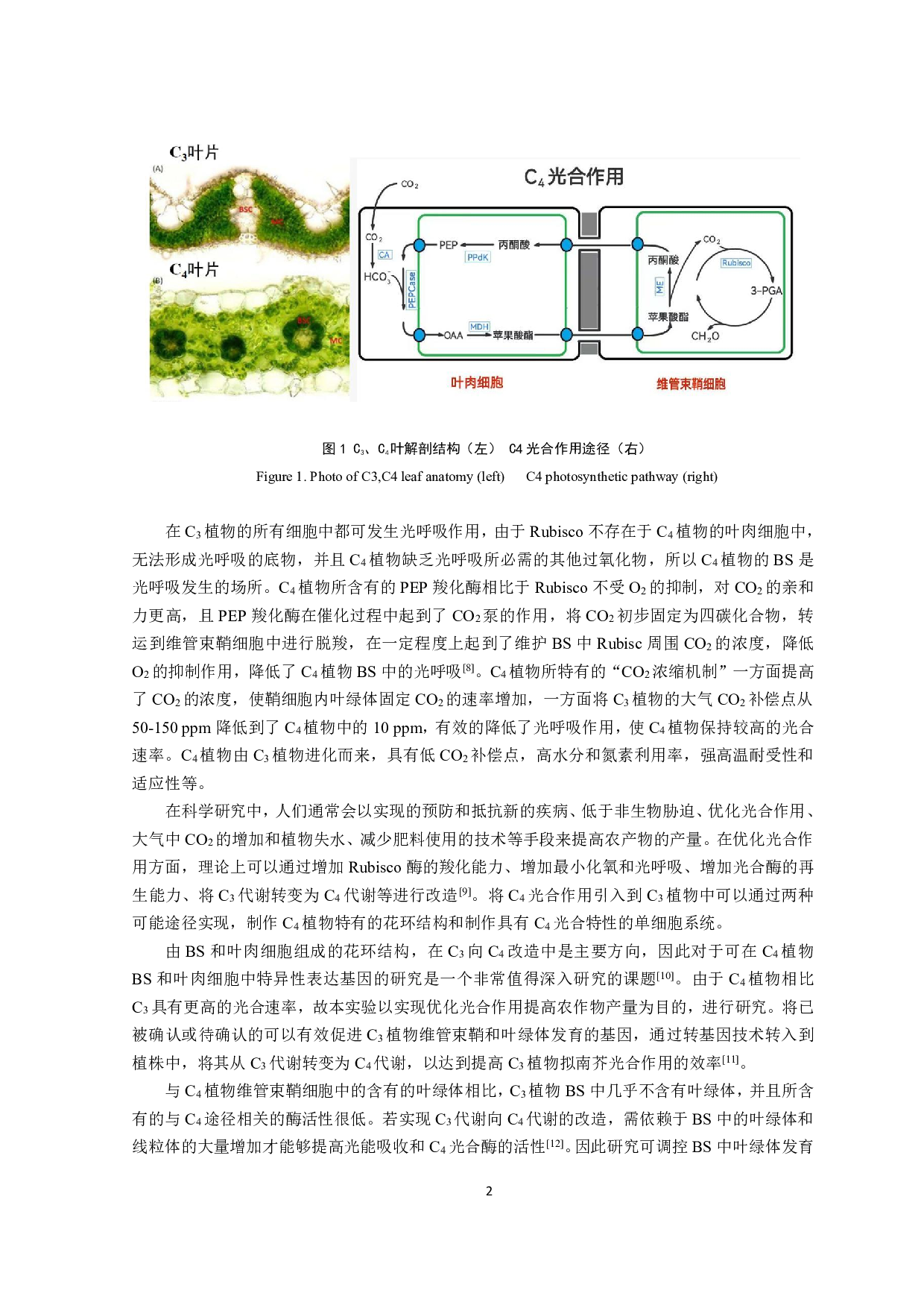 促维管束鞘叶绿体发育双元载体的构建及拟南芥的遗传转化-9809字.pdf 第4页