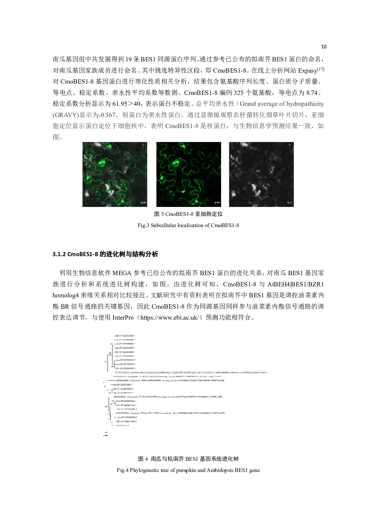 南瓜CmoBES1-8基因克隆及诱导表达分析-8697字.pdf 第9页