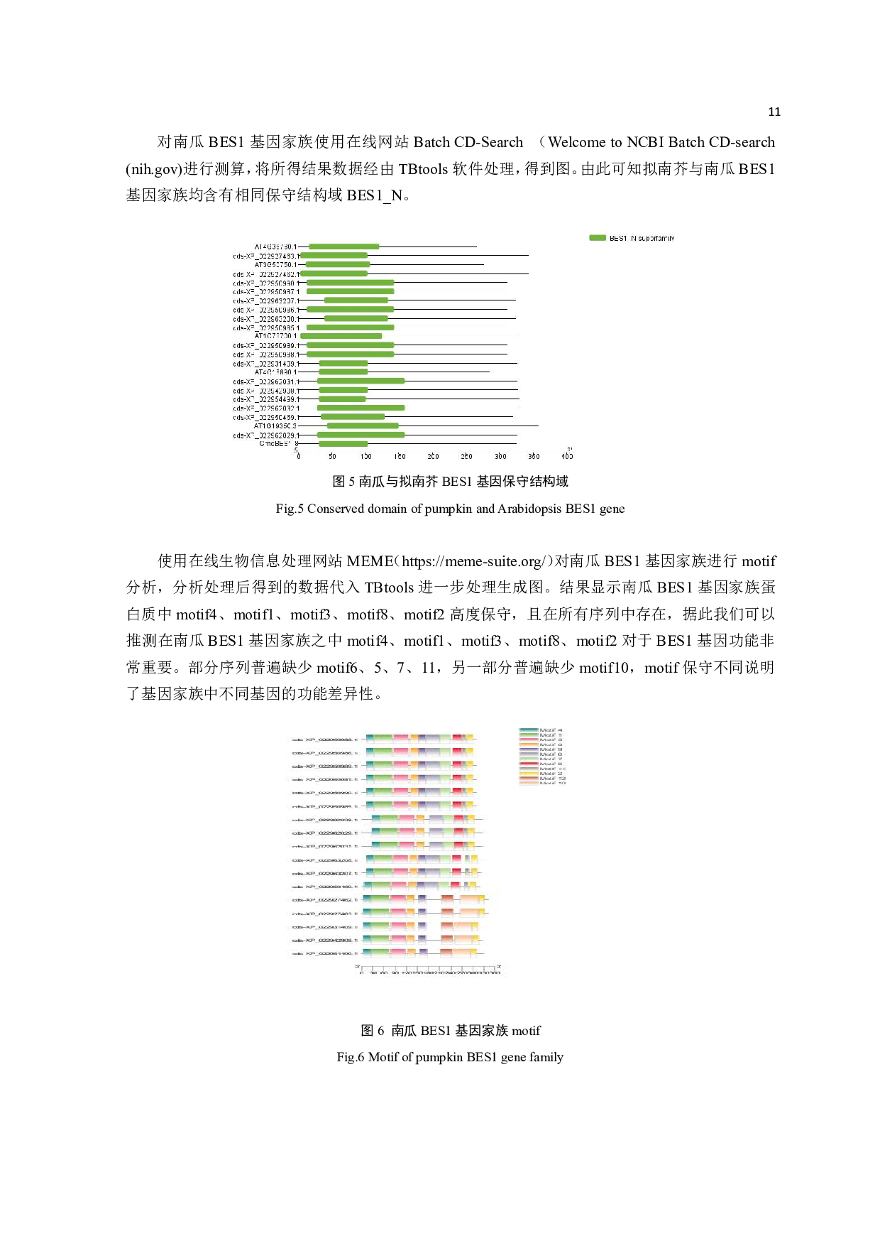 南瓜CmoBES1-8基因克隆及诱导表达分析-8697字.pdf 第10页