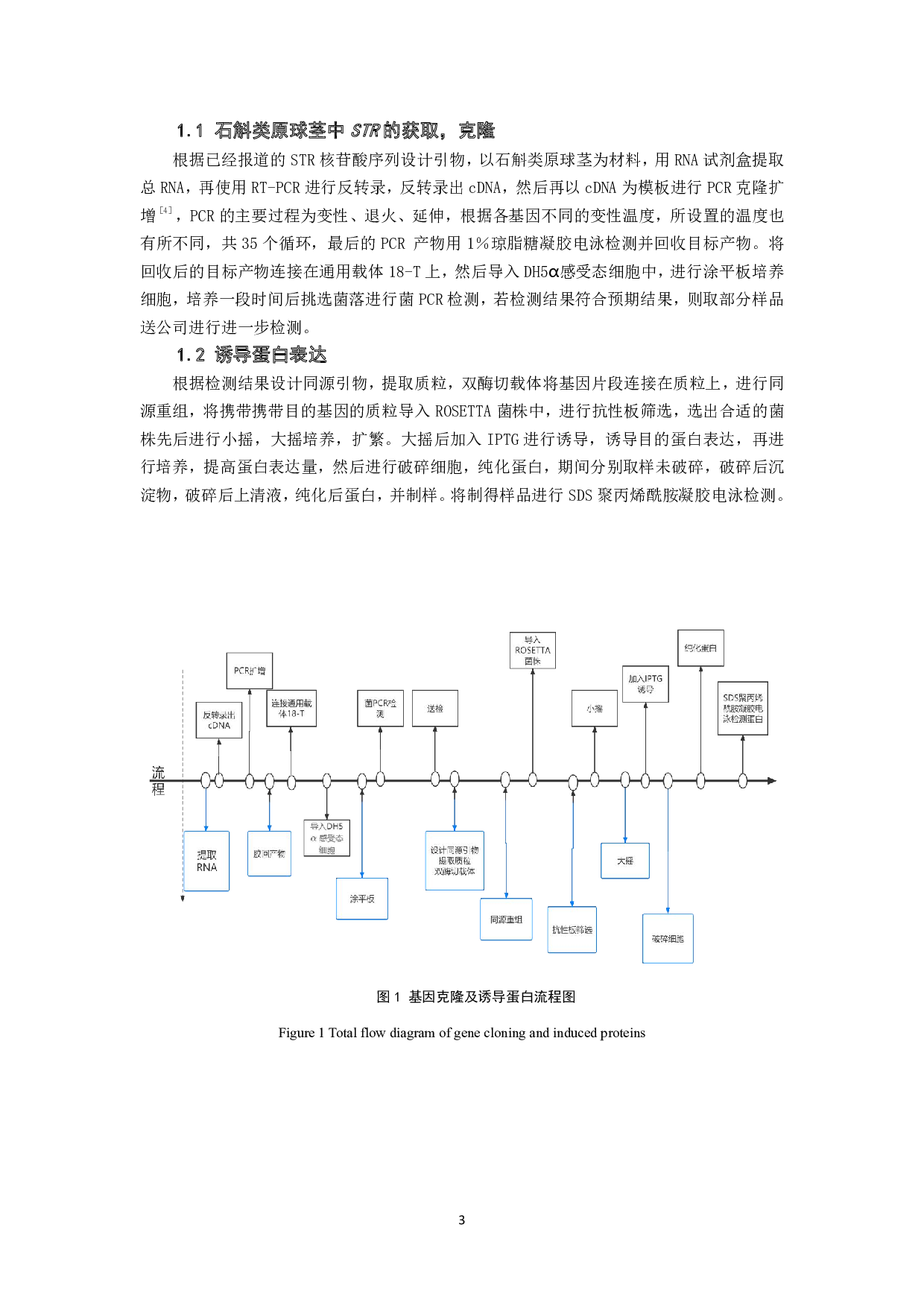 铁皮石斛DoSTR克隆及生物信息学分析-7756字.pdf 第4页