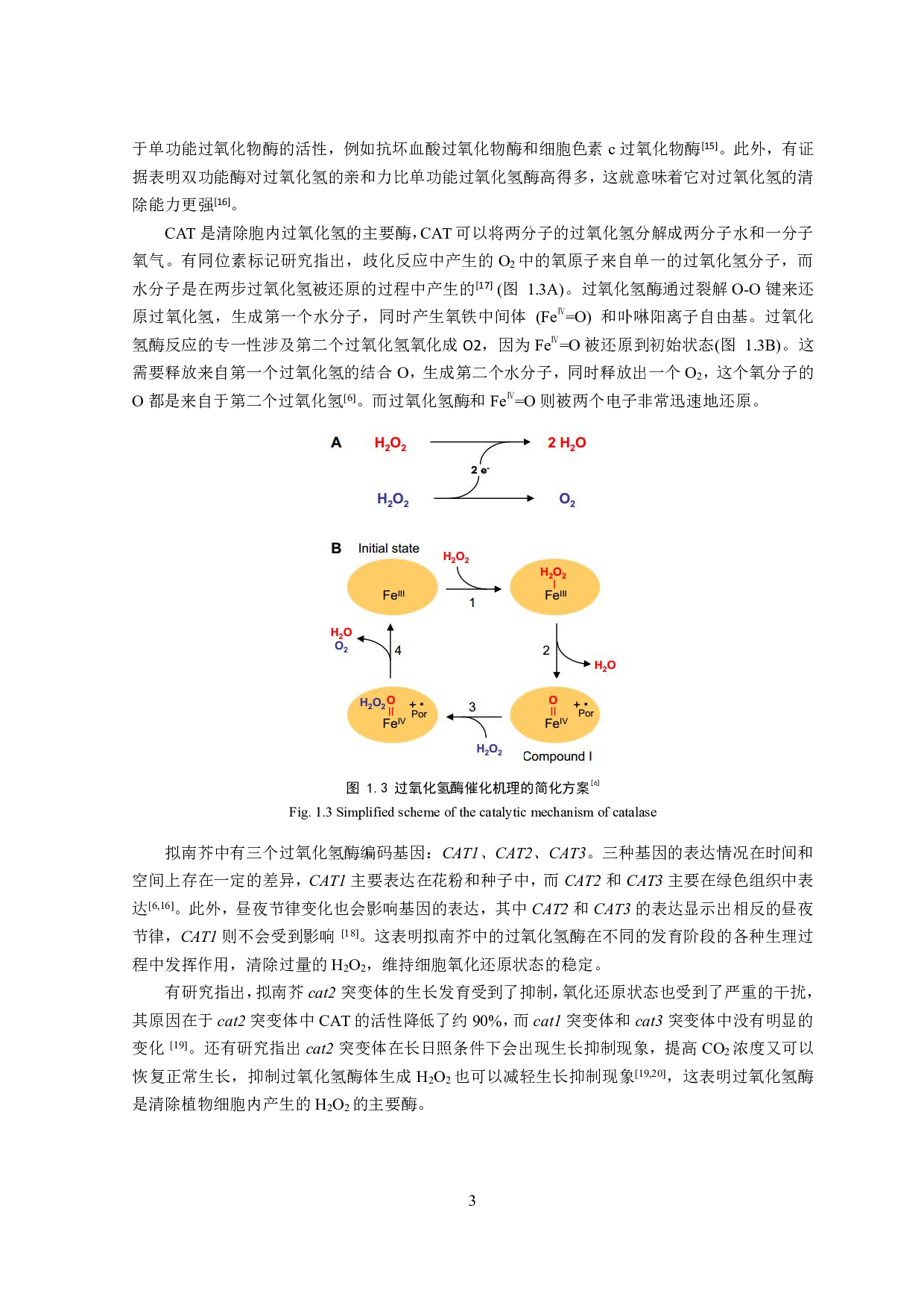 拟南芥过氧化氢酶影响根系形态的作用机制初探-7770字.pdf 第2页
