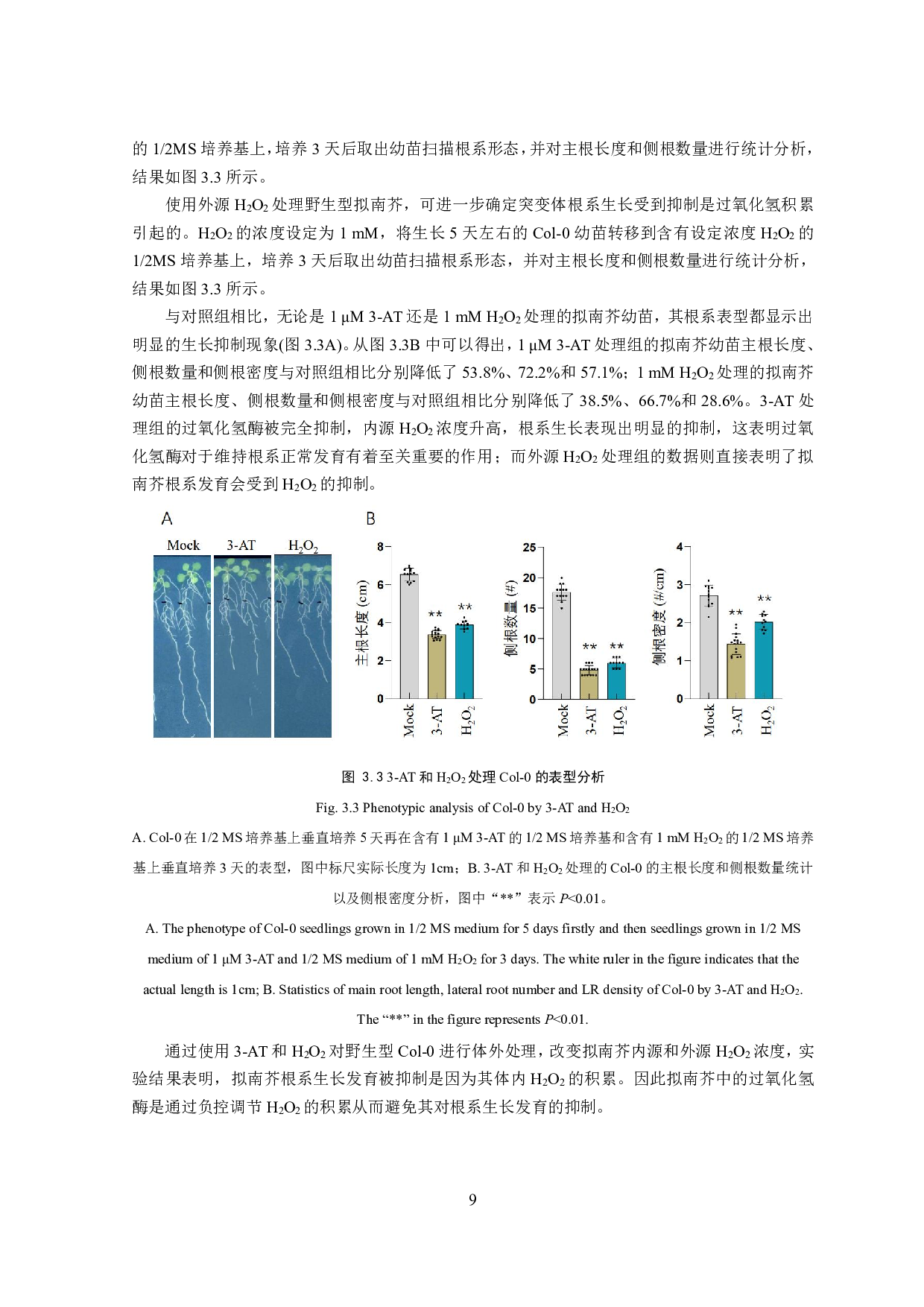 拟南芥过氧化氢酶影响根系形态的作用机制初探-7770字.pdf 第8页