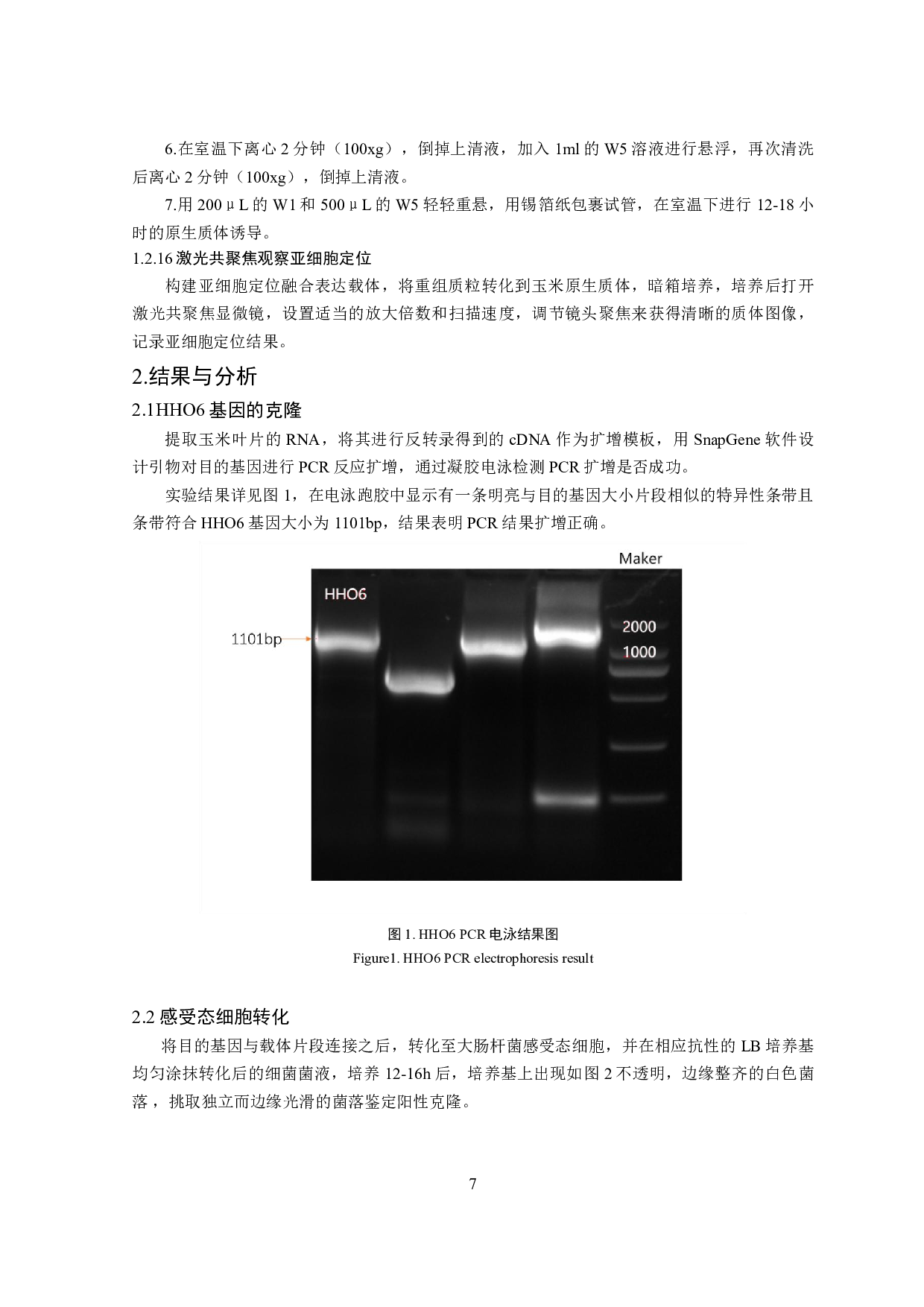 玉米HHO6转录因子基因克隆及亚细胞定位分析-8010字.pdf 第8页