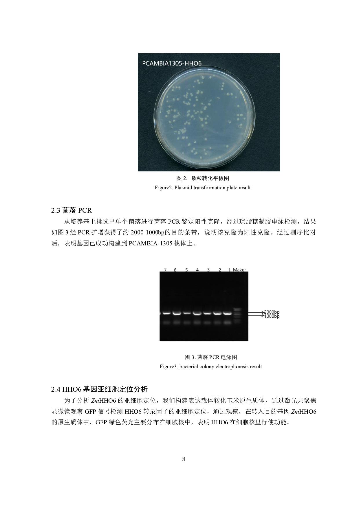 玉米HHO6转录因子基因克隆及亚细胞定位分析-8010字.pdf 第9页