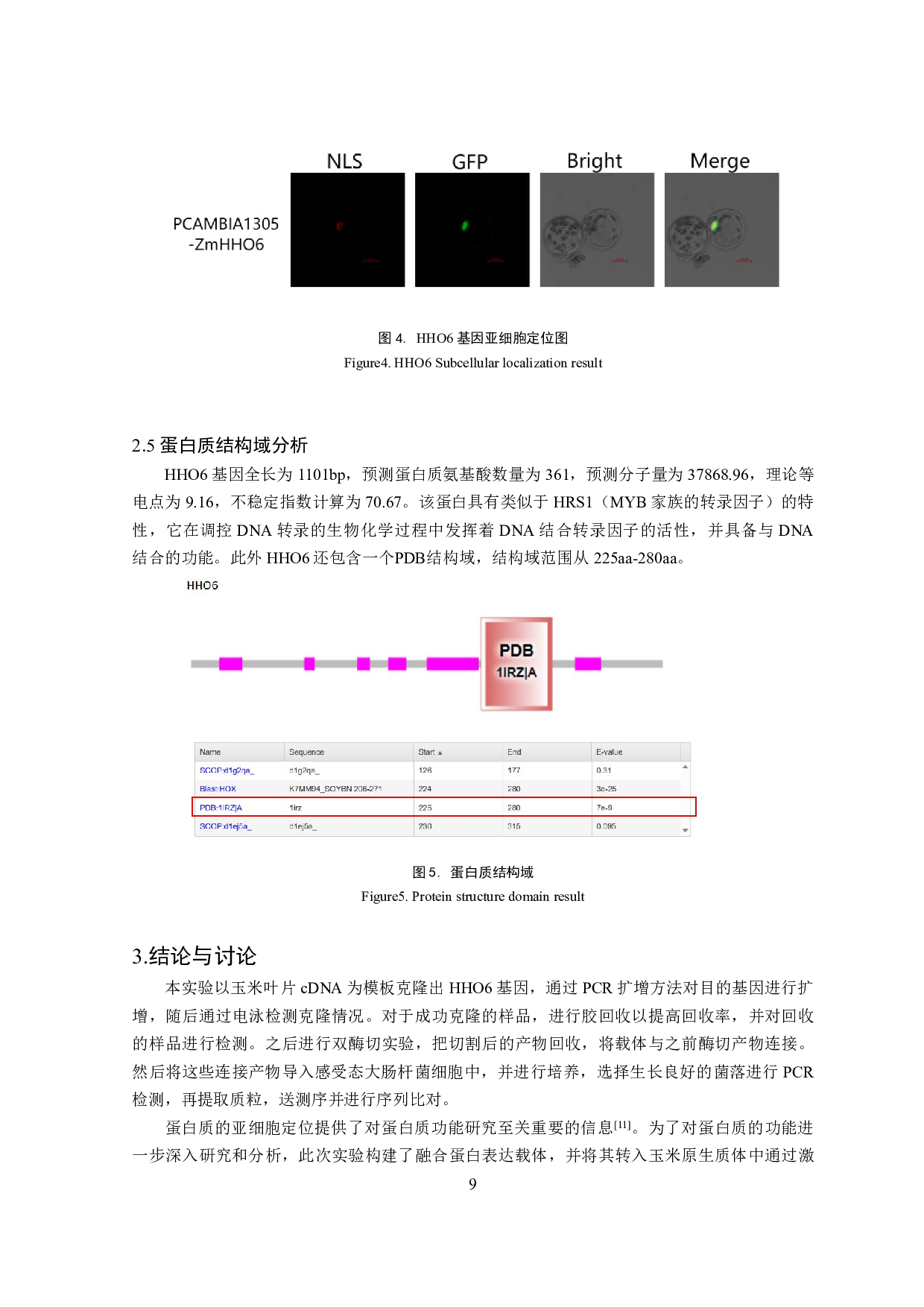 玉米HHO6转录因子基因克隆及亚细胞定位分析-8010字.pdf 第10页