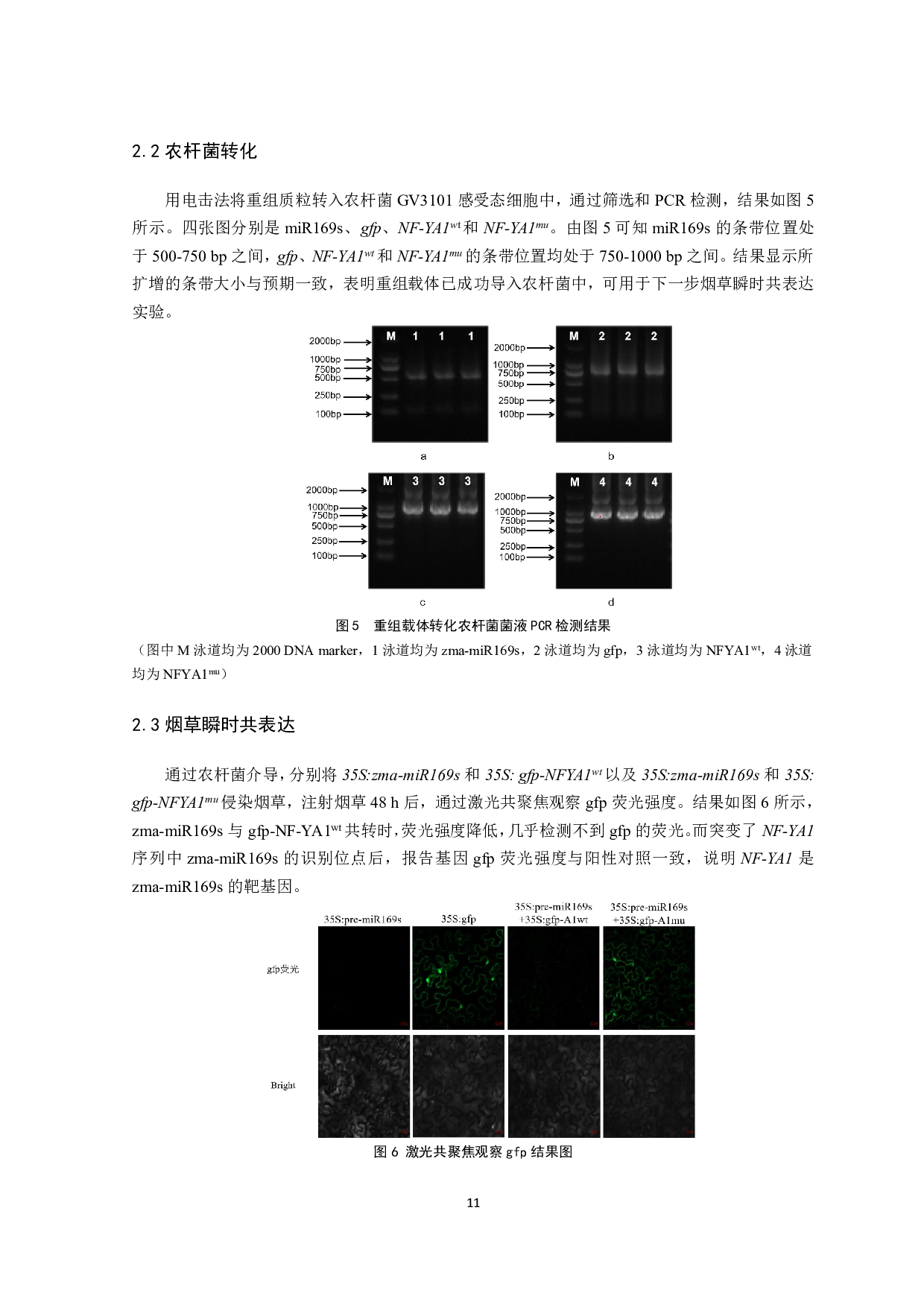玉米zma-miR169s靶基因NF-YA1验证-8544字.pdf 第10页