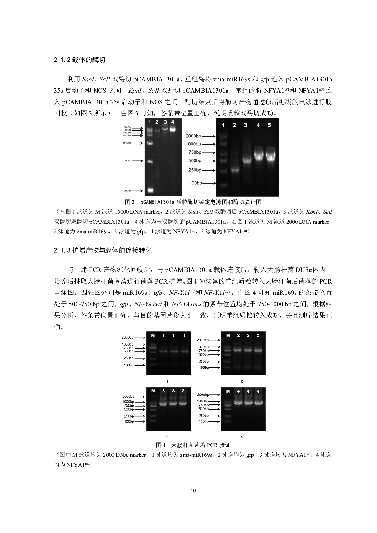 玉米zma-miR169s靶基因NF-YA1验证-8544字.pdf 第9页
