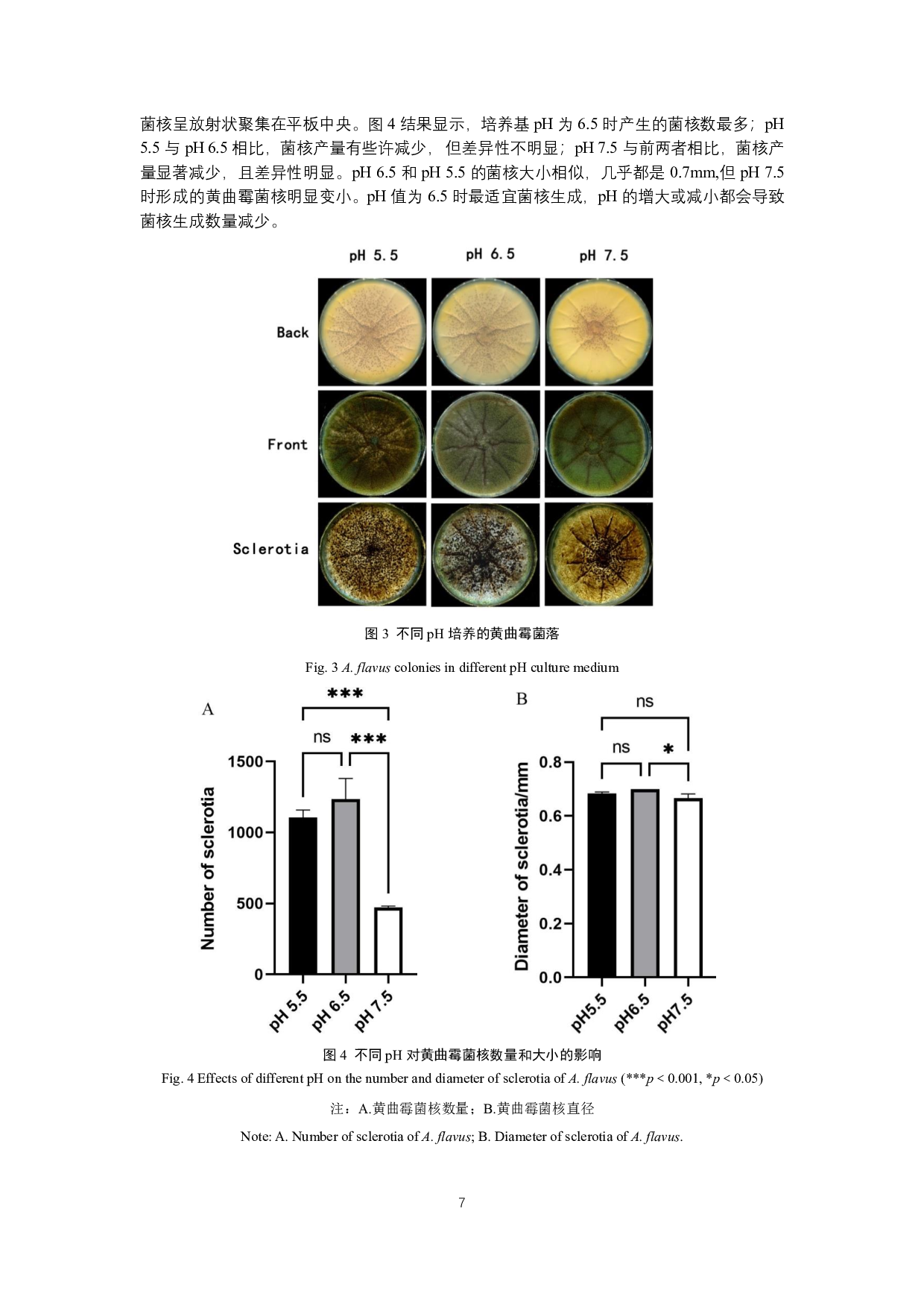 黄曲霉菌菌核发育影响因素探究-9869字.pdf 第8页